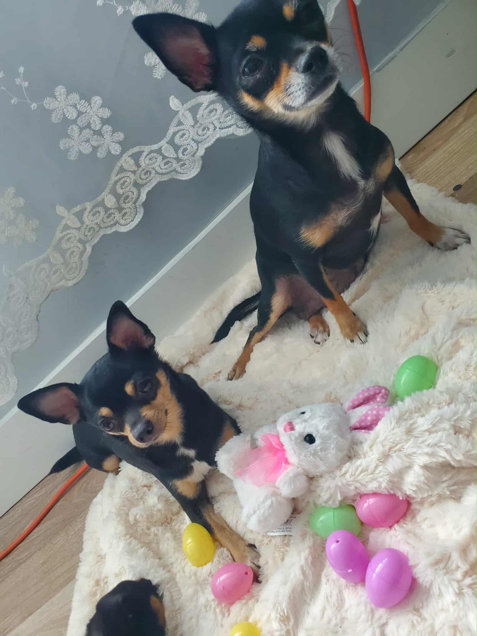 Pure Chihuahua puppies  - 9 - 1761225828242_1000010792