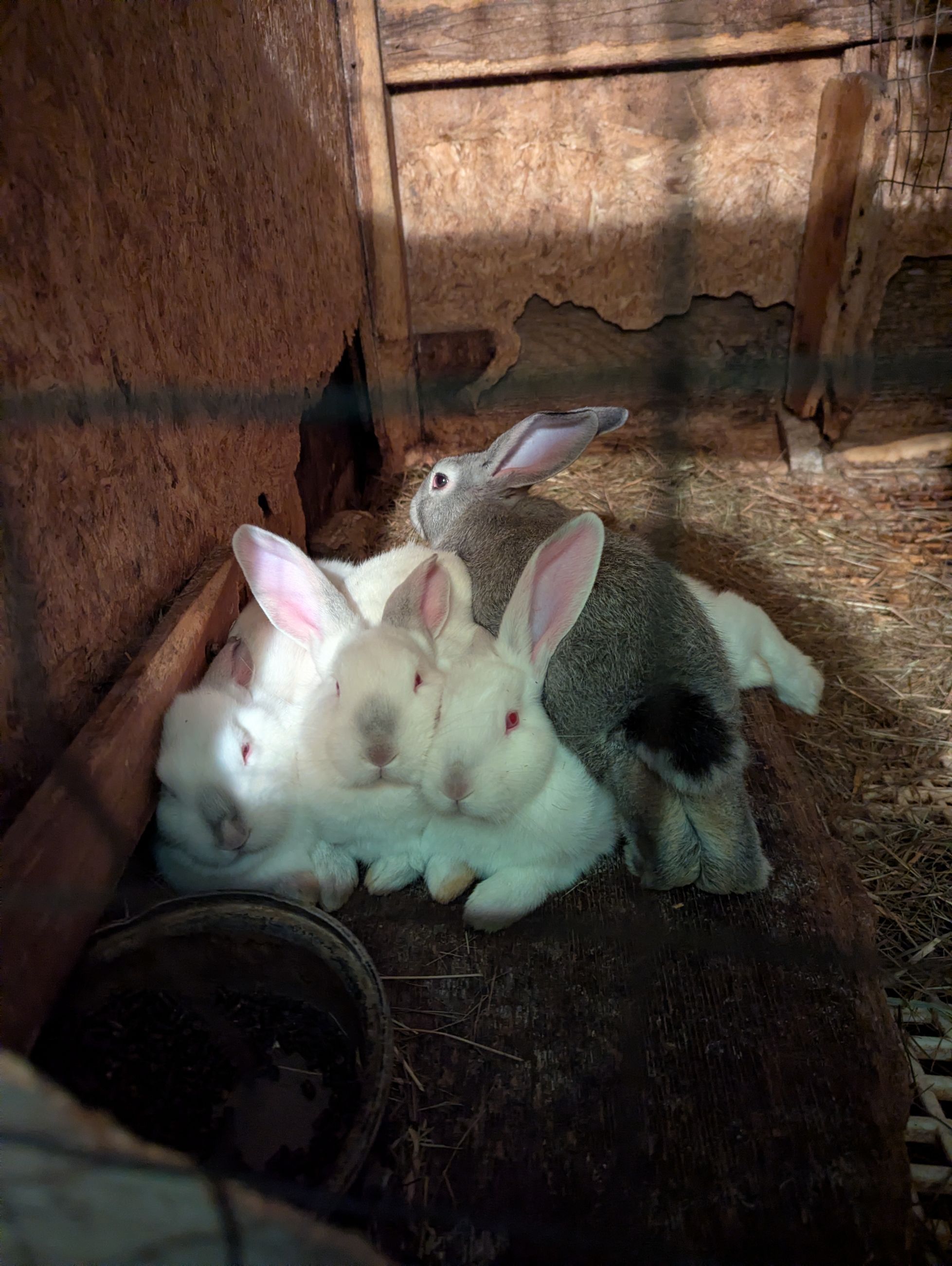 Photo of 3 New Zealand X bunnies 