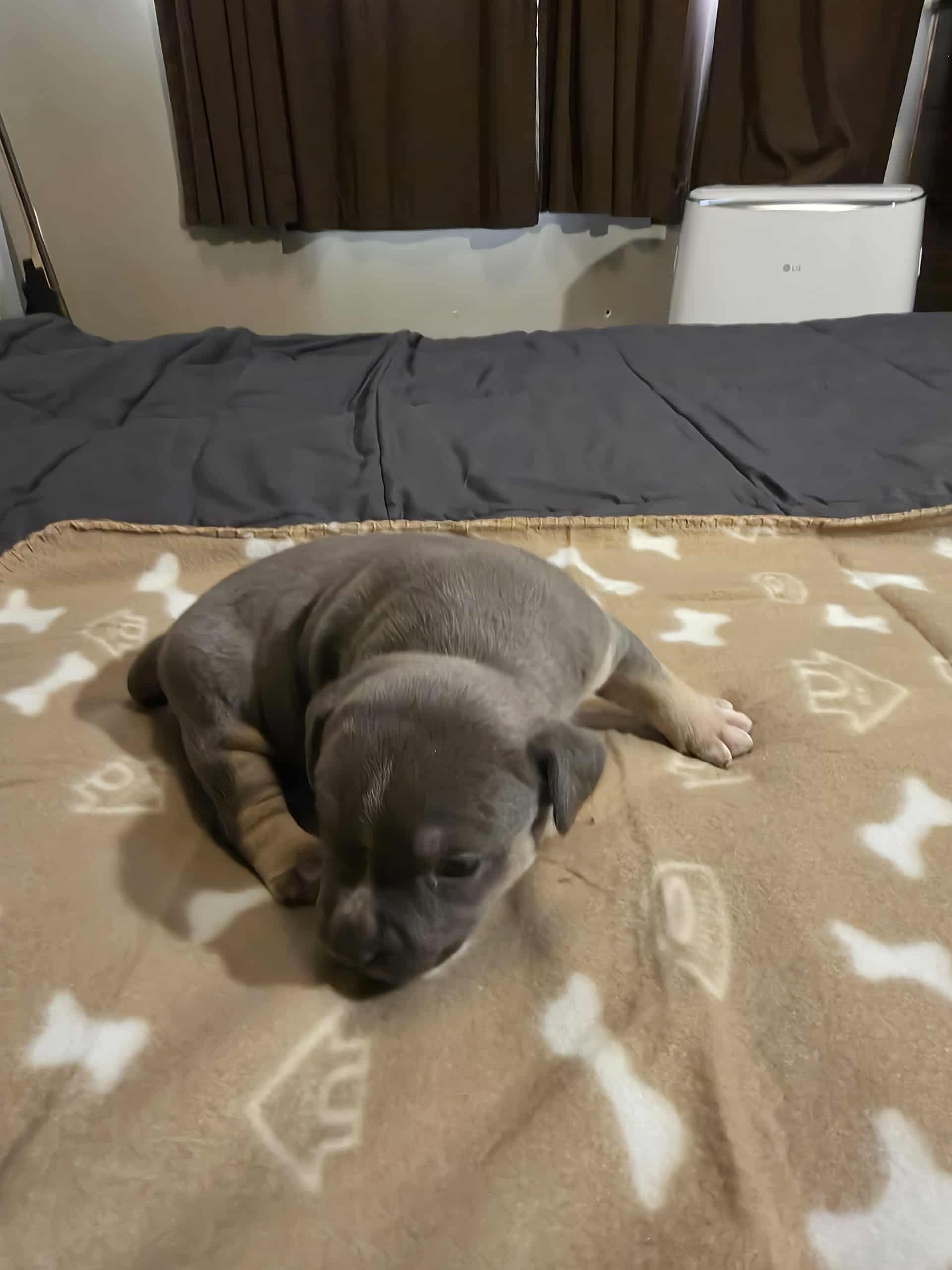 American bully  puppies! - 4 - 1761363739913_Messenger_creation_5515D073-FFF8-4F82-B99F-9D5F543B0624