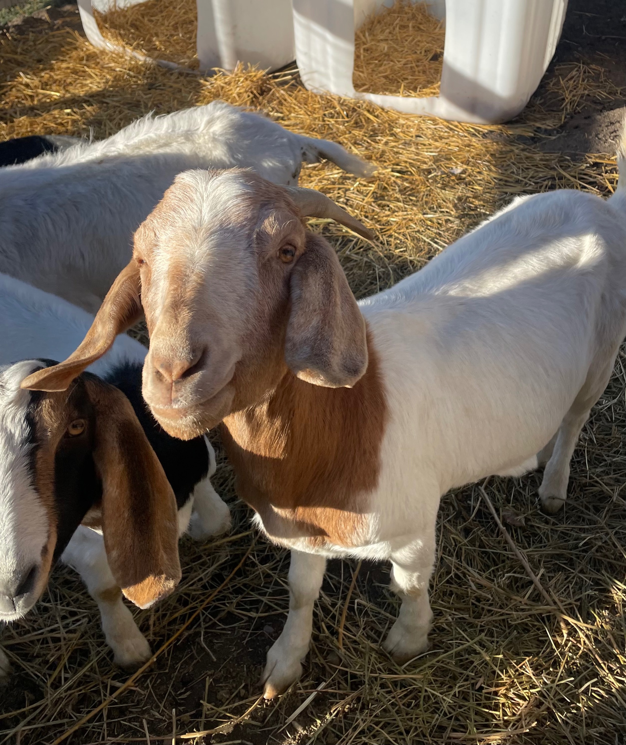 Photo of 2 year old boer doe for sale