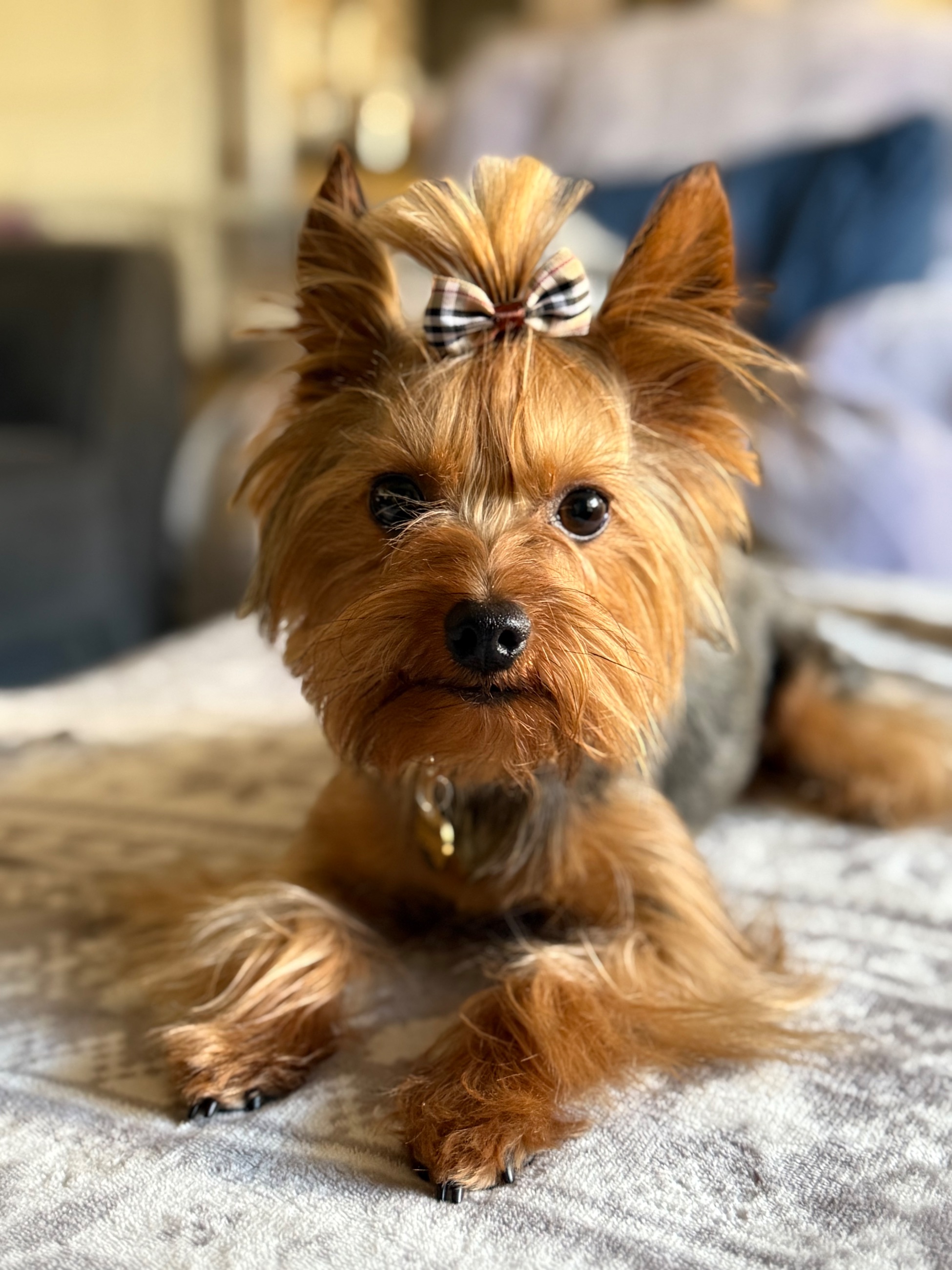 Photo of Traditional Yorkshire Terrier for STUD