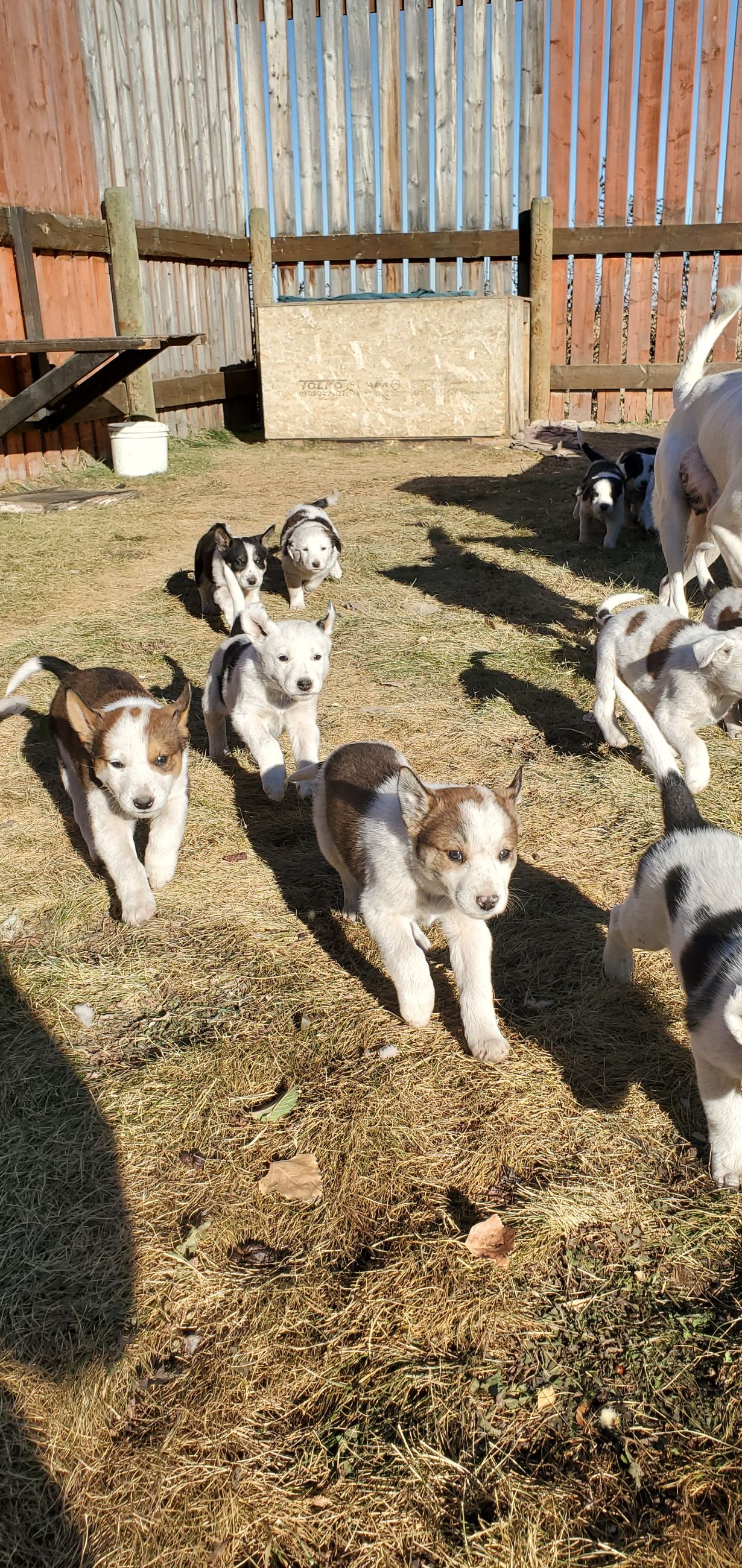 Photo of Puppies for Rehoming 