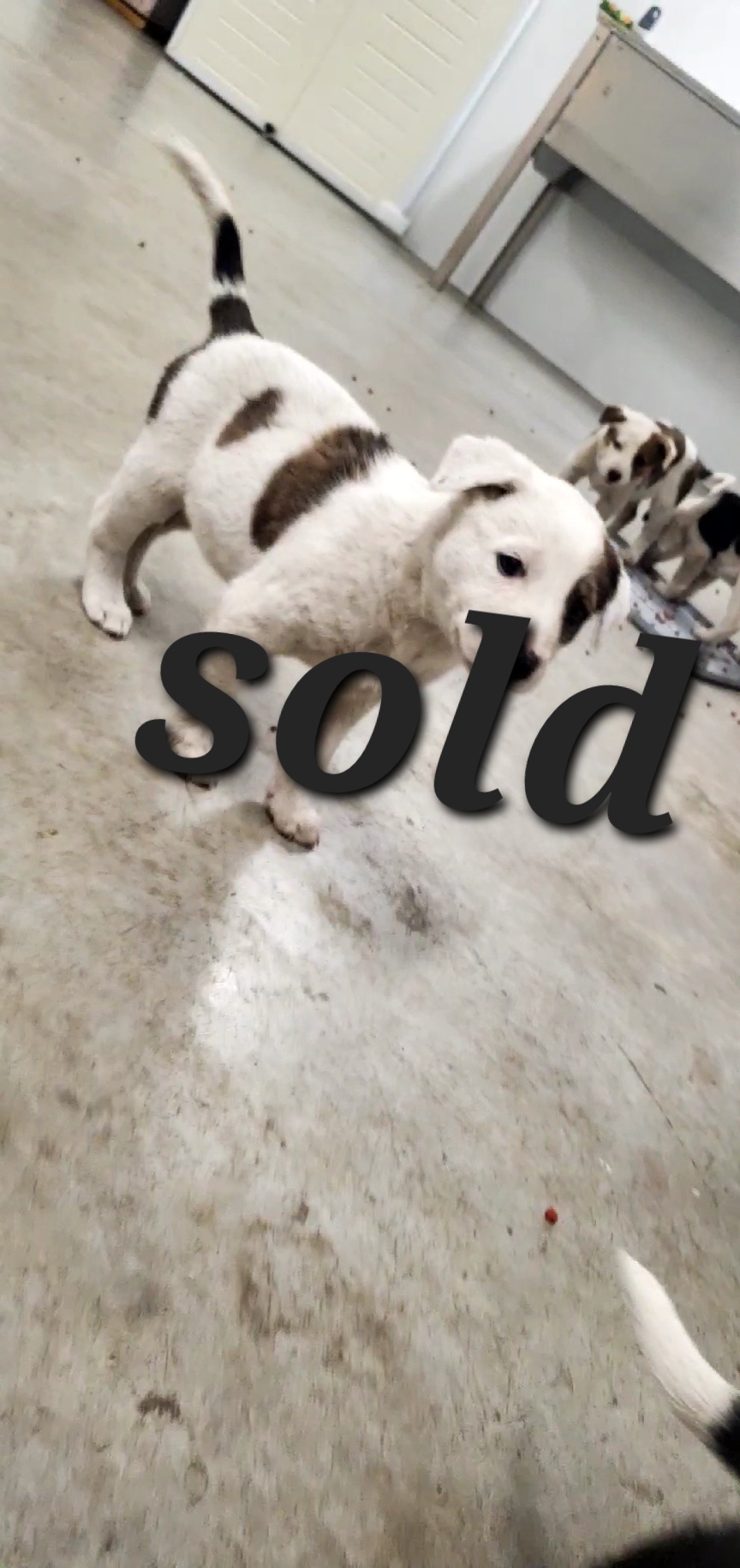 Puppies for Rehoming  - 5 - 1761457170934_VideoCapture_20251025-014452