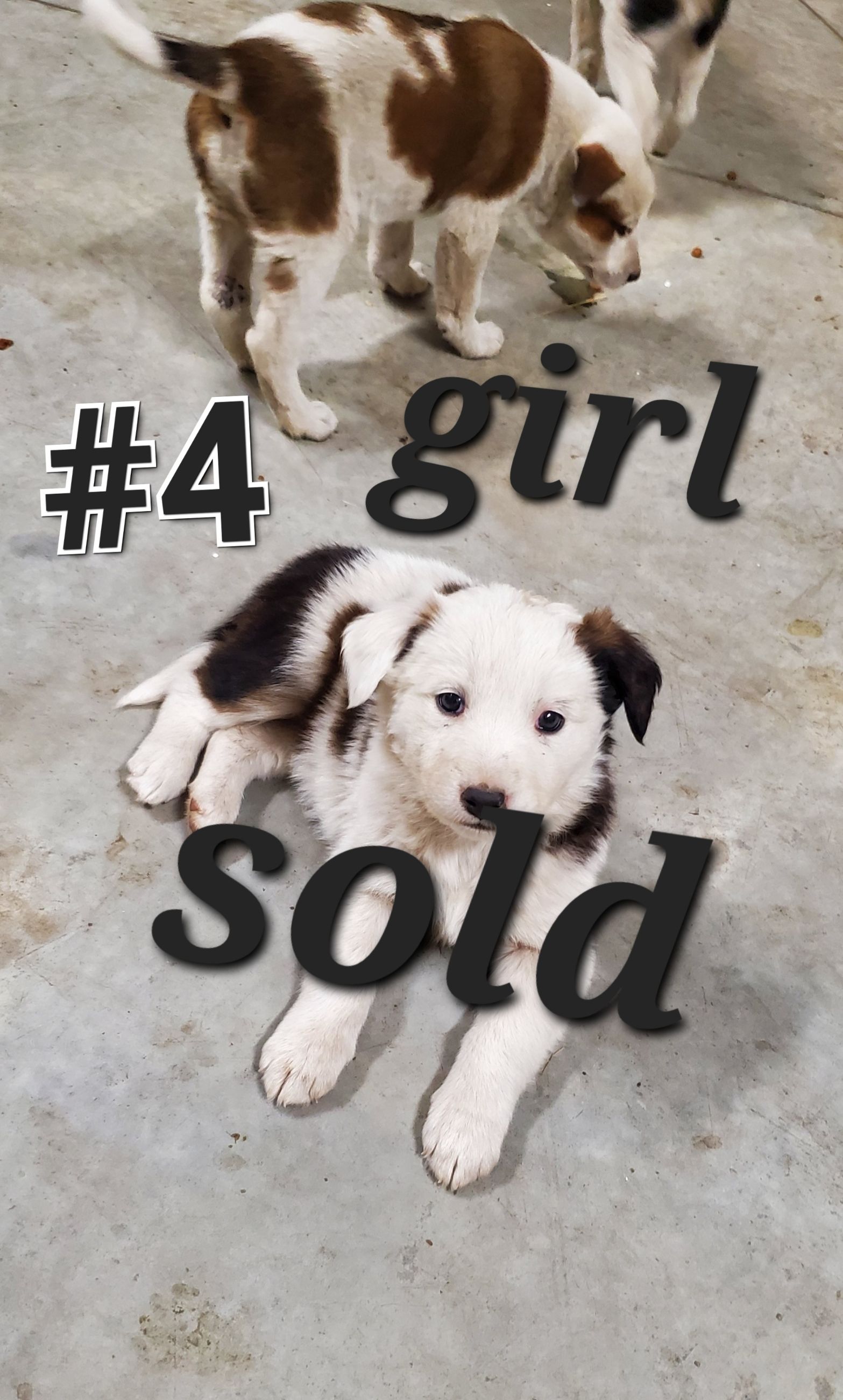 Puppies for Rehoming  - 4 - 1761457171549_20251018_223919