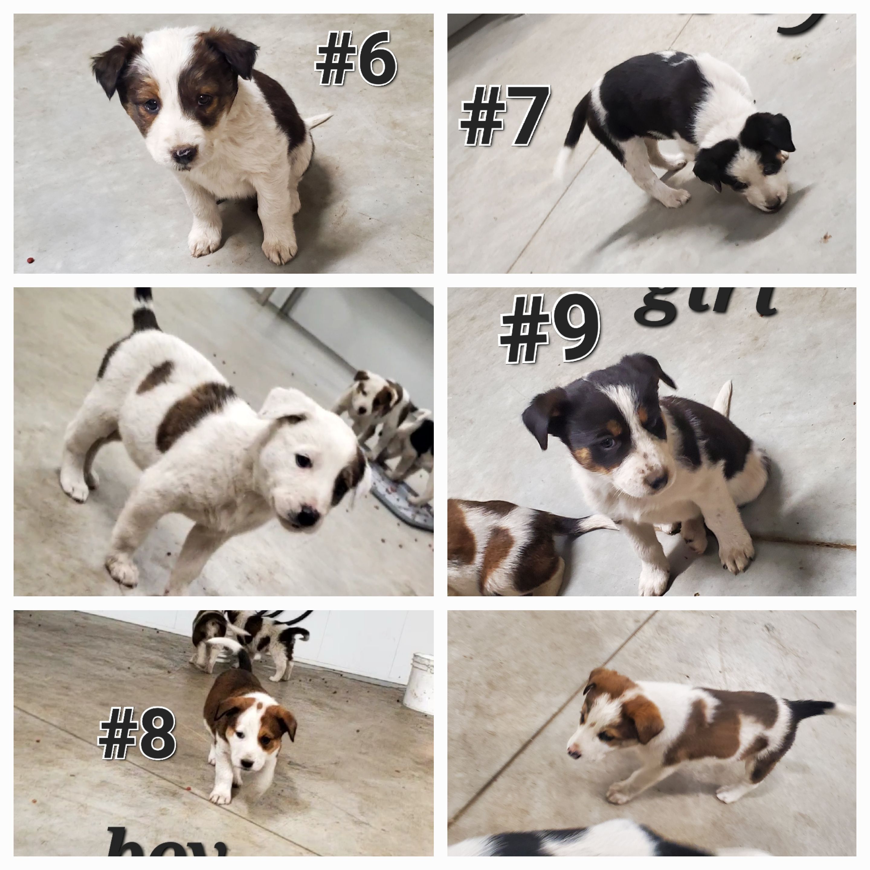 Puppies for Rehoming  - 3 - 1761457171608_20251025_014937