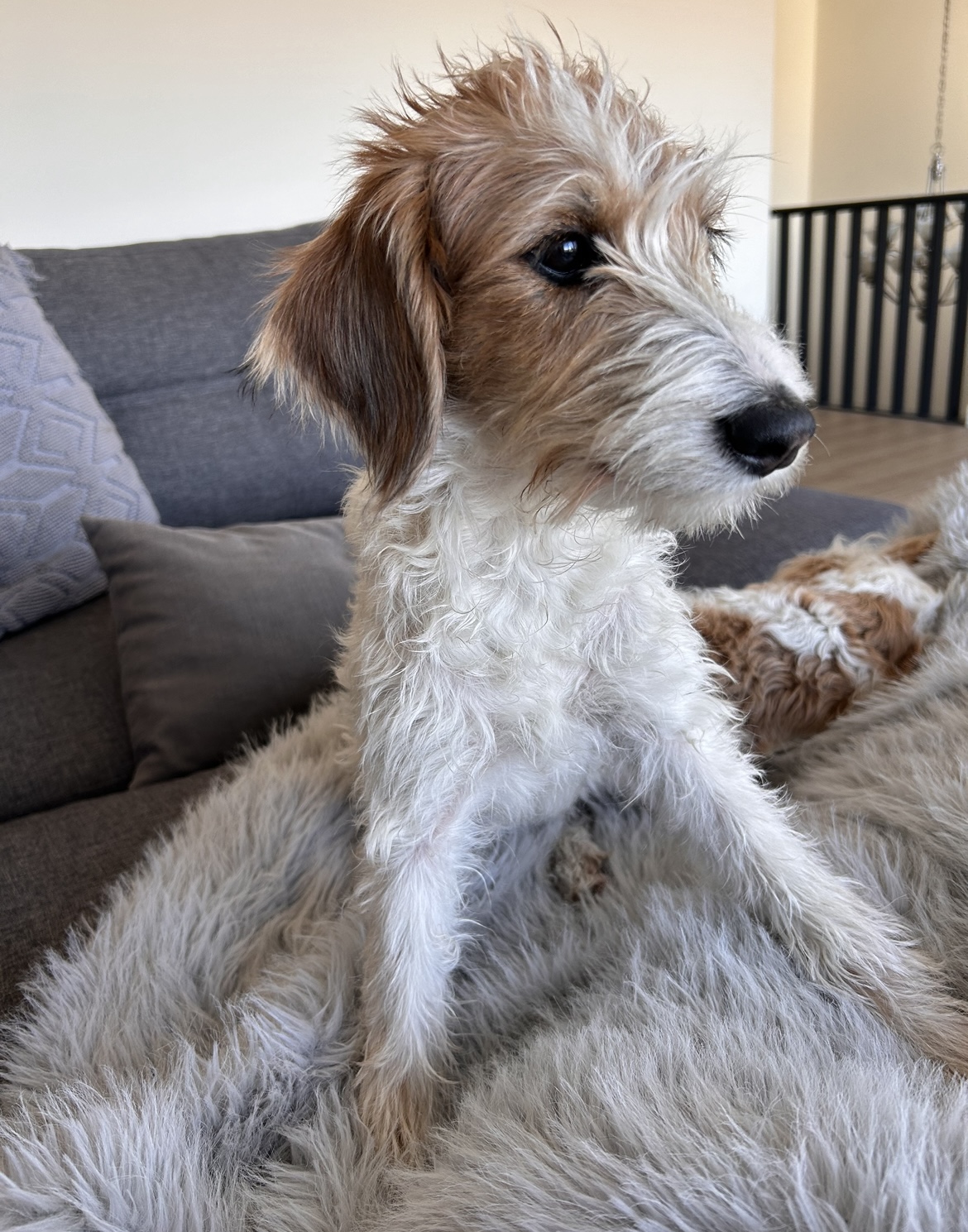 Reduced: Aussiedoodle 2 left  - 2 - 1761524365878_4FF6995E-F211-470F-A0AB-9834FCBBB664