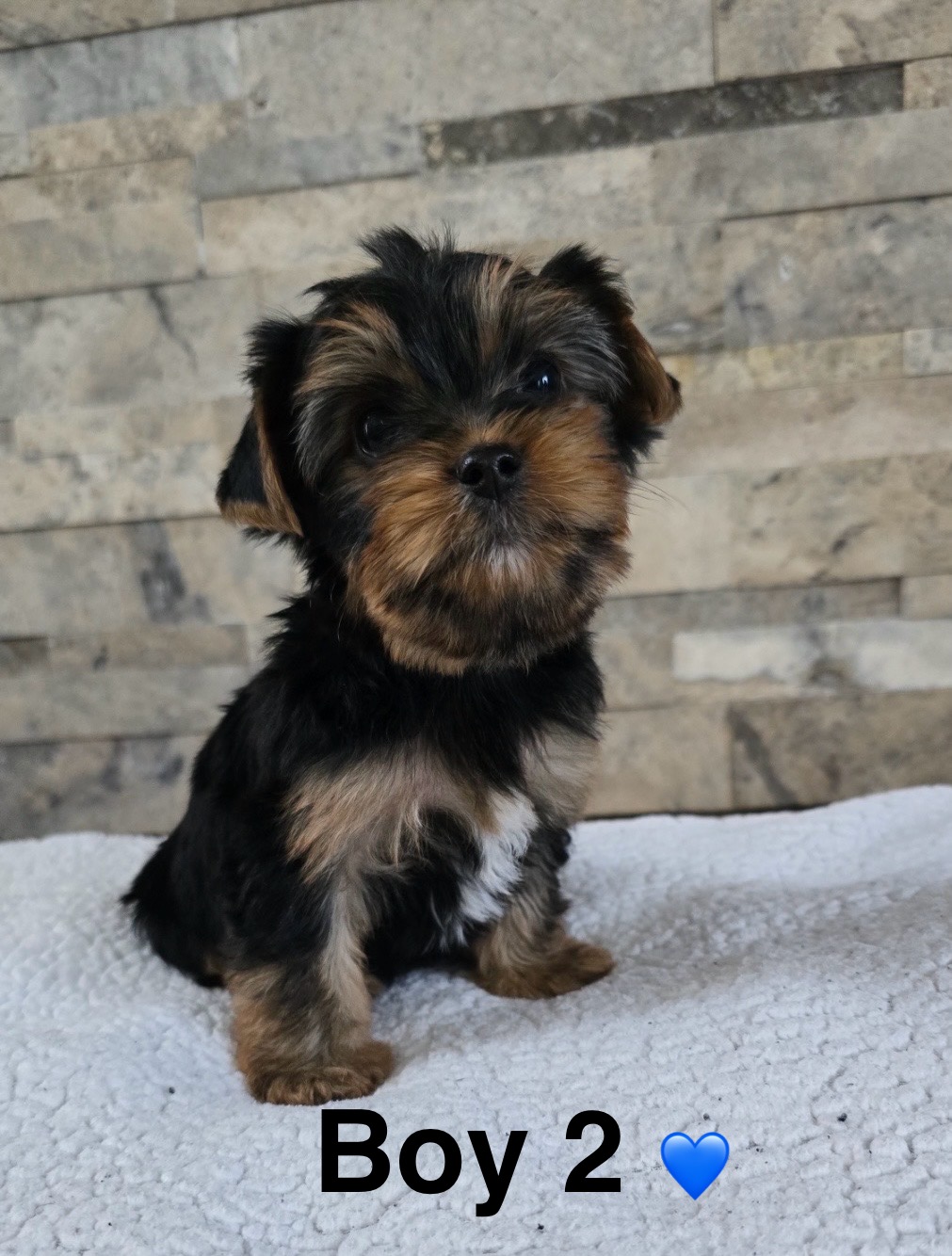 Photo of Yorkies puppies, Ready to go, Edmonton 