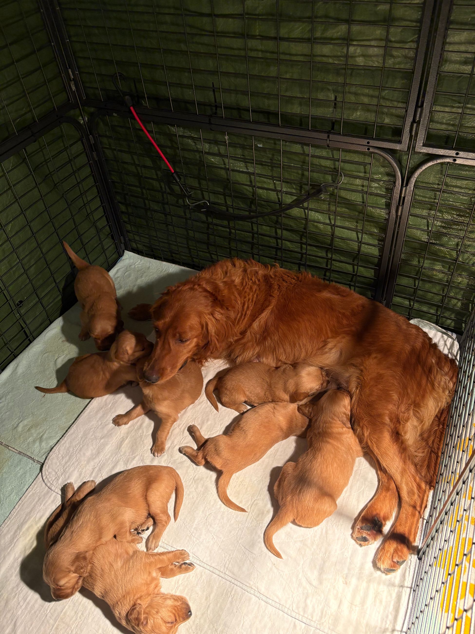 Photo of Beautiful CKC Registered Golden Retriever Puppies