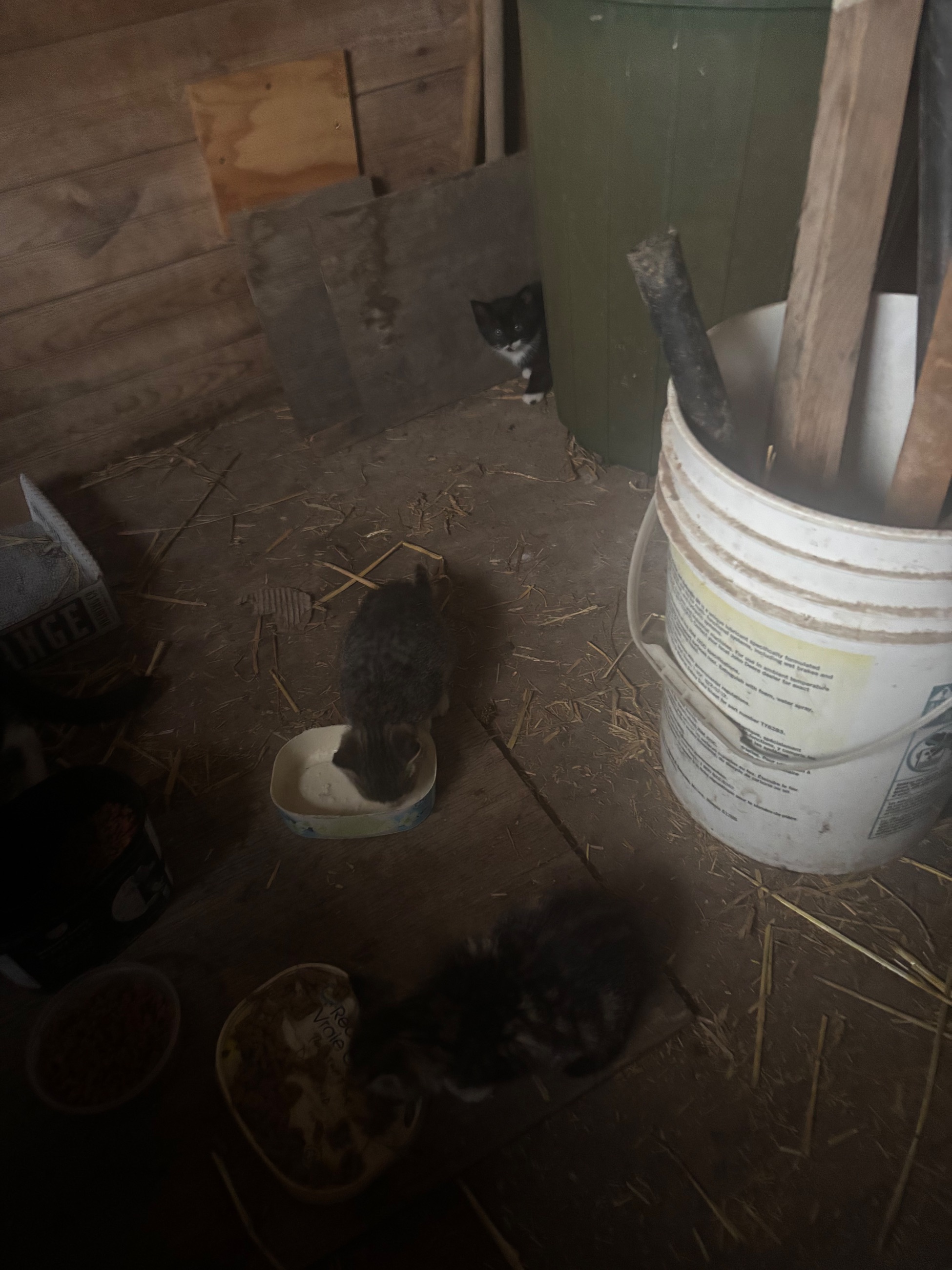 Barn kittens - 2 - 1761664654601_IMG_4150