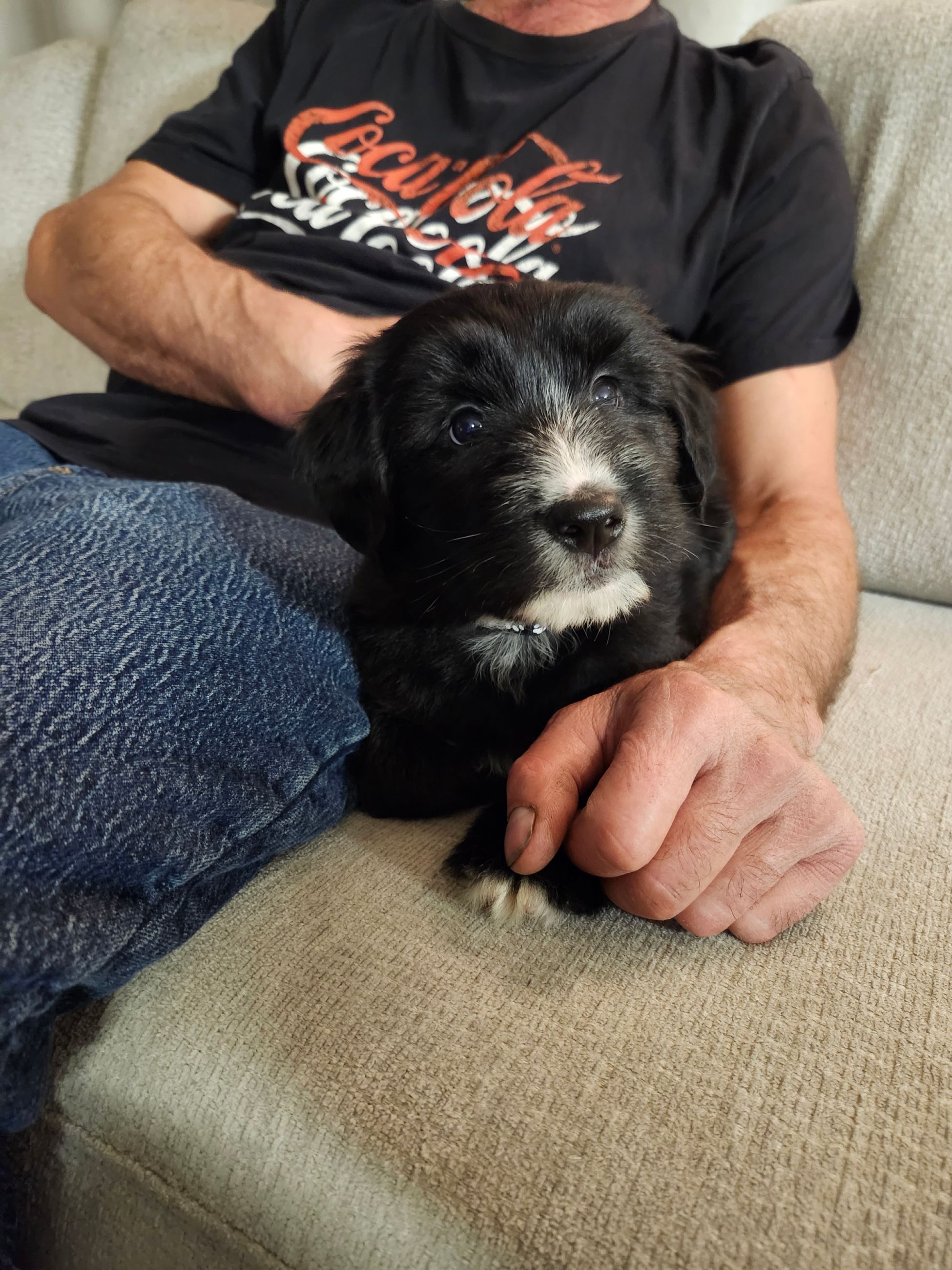 Photo of Puppies looking for their forever homes