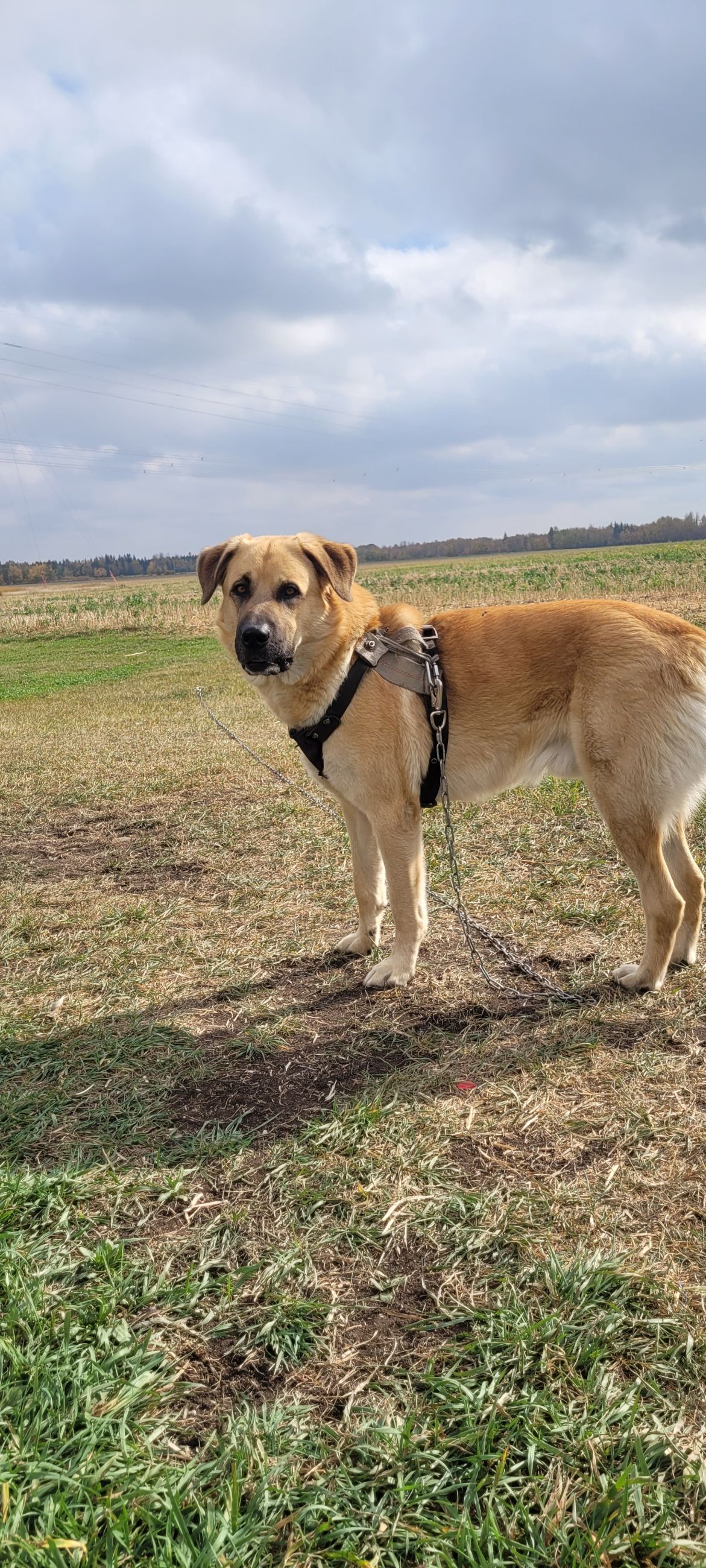 Photo of Dog sitter-Large friendly dog