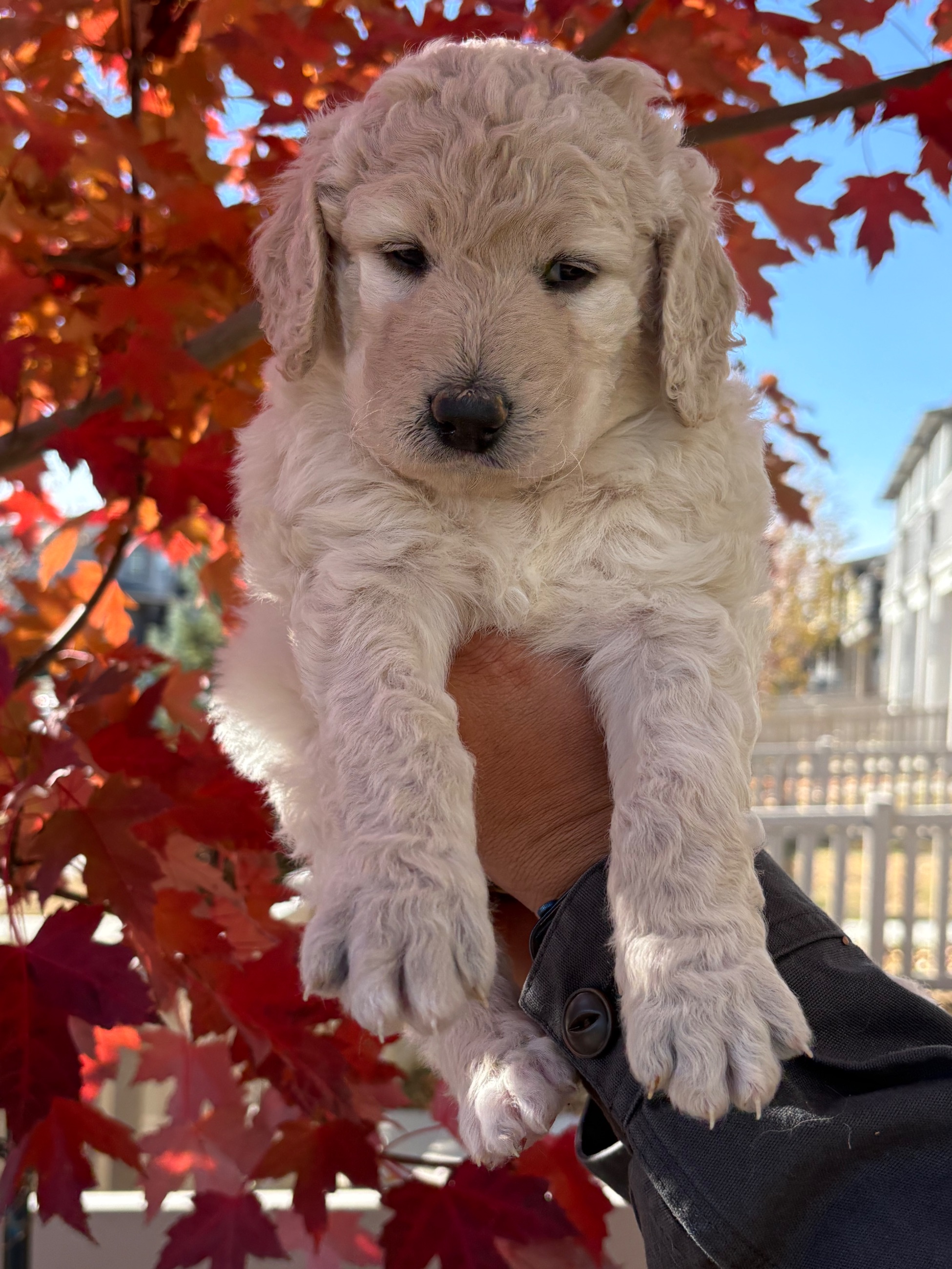 Photo of Aussiedoodle