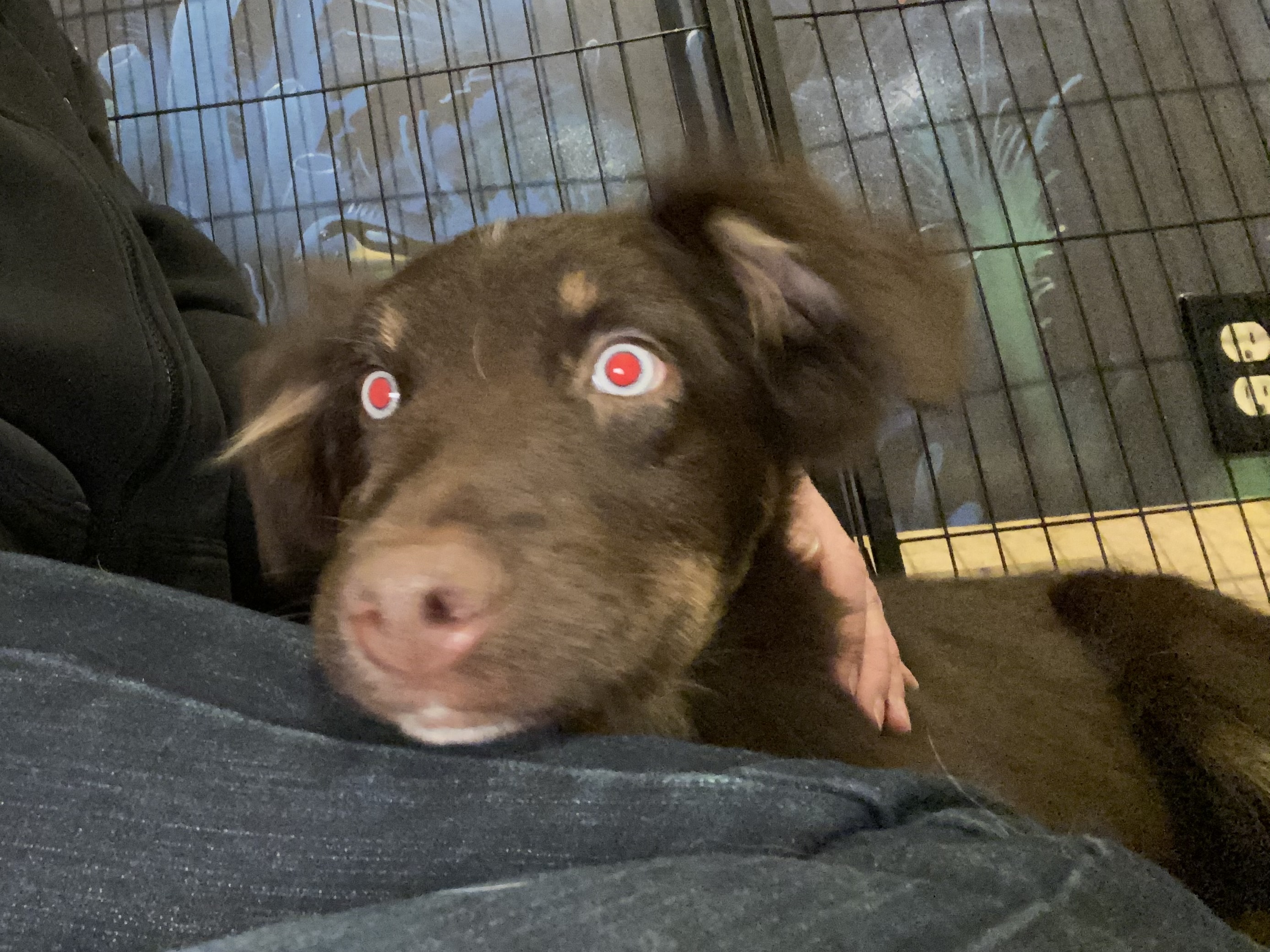 Australian Shepherd Pups - 5 - 1761704894446_IMG_8291