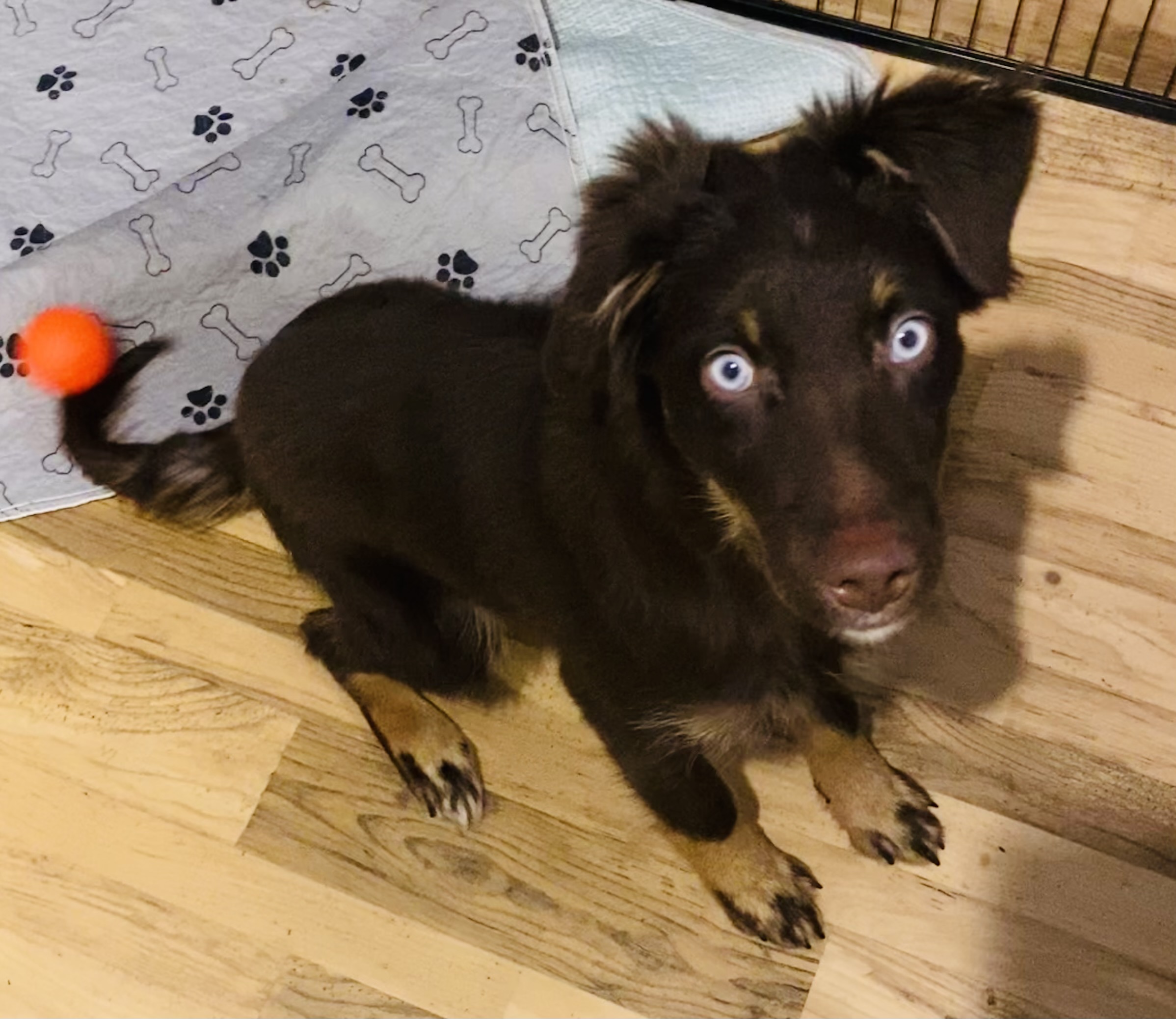 Australian Shepherd Pups - 4 - 1761704894504_IMG_8294