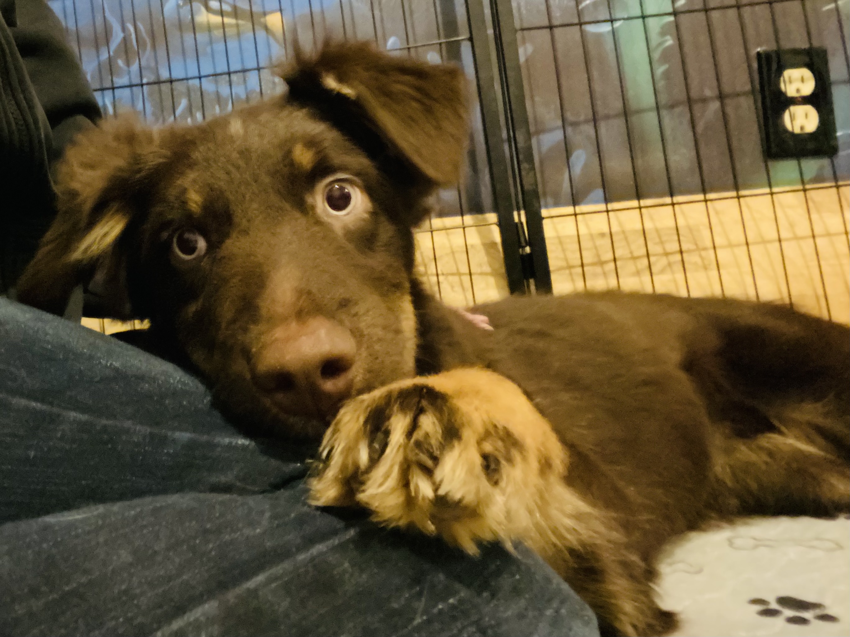 Australian Shepherd Pups - 3 - 1761704894575_IMG_8292