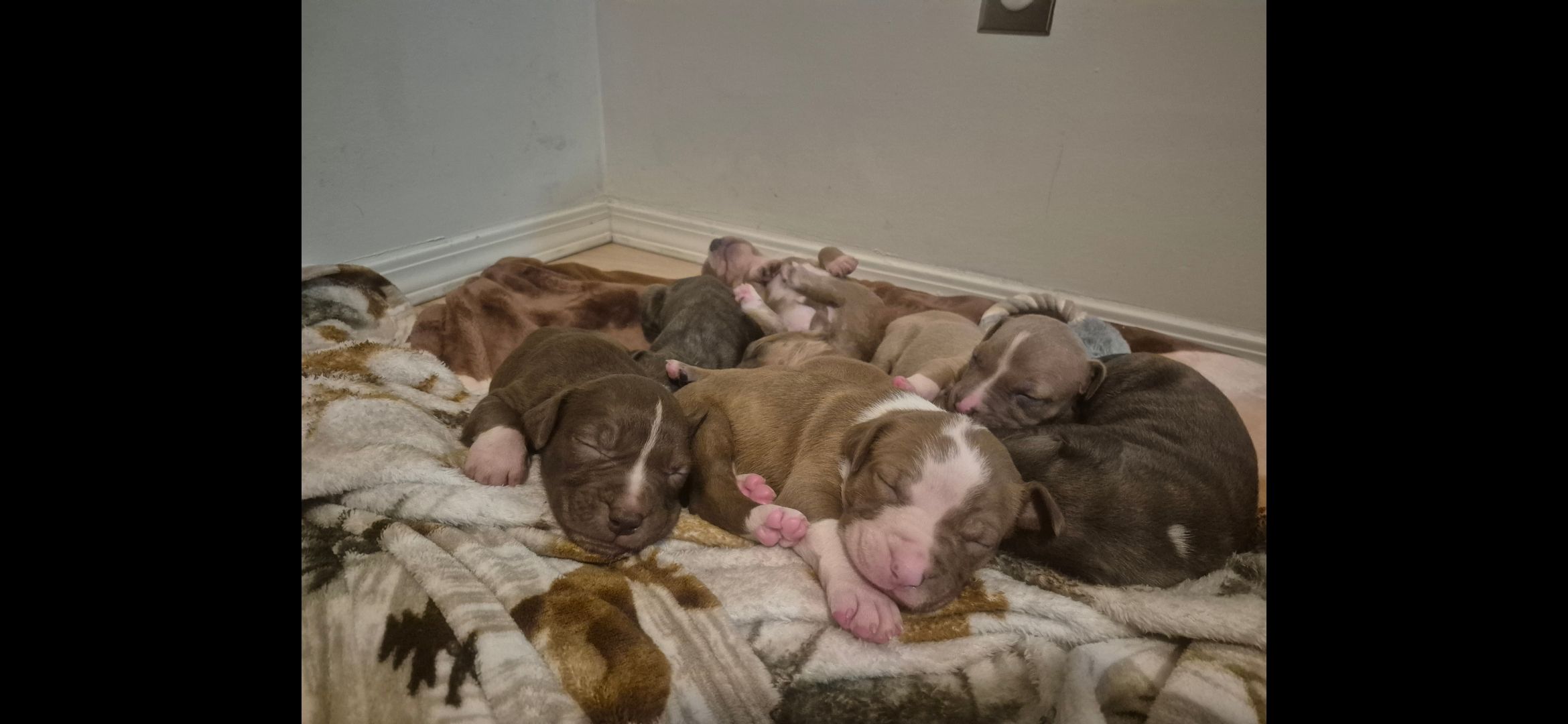  pitbull puppies (hybrid) - 2 - 1761706266779_1000010812