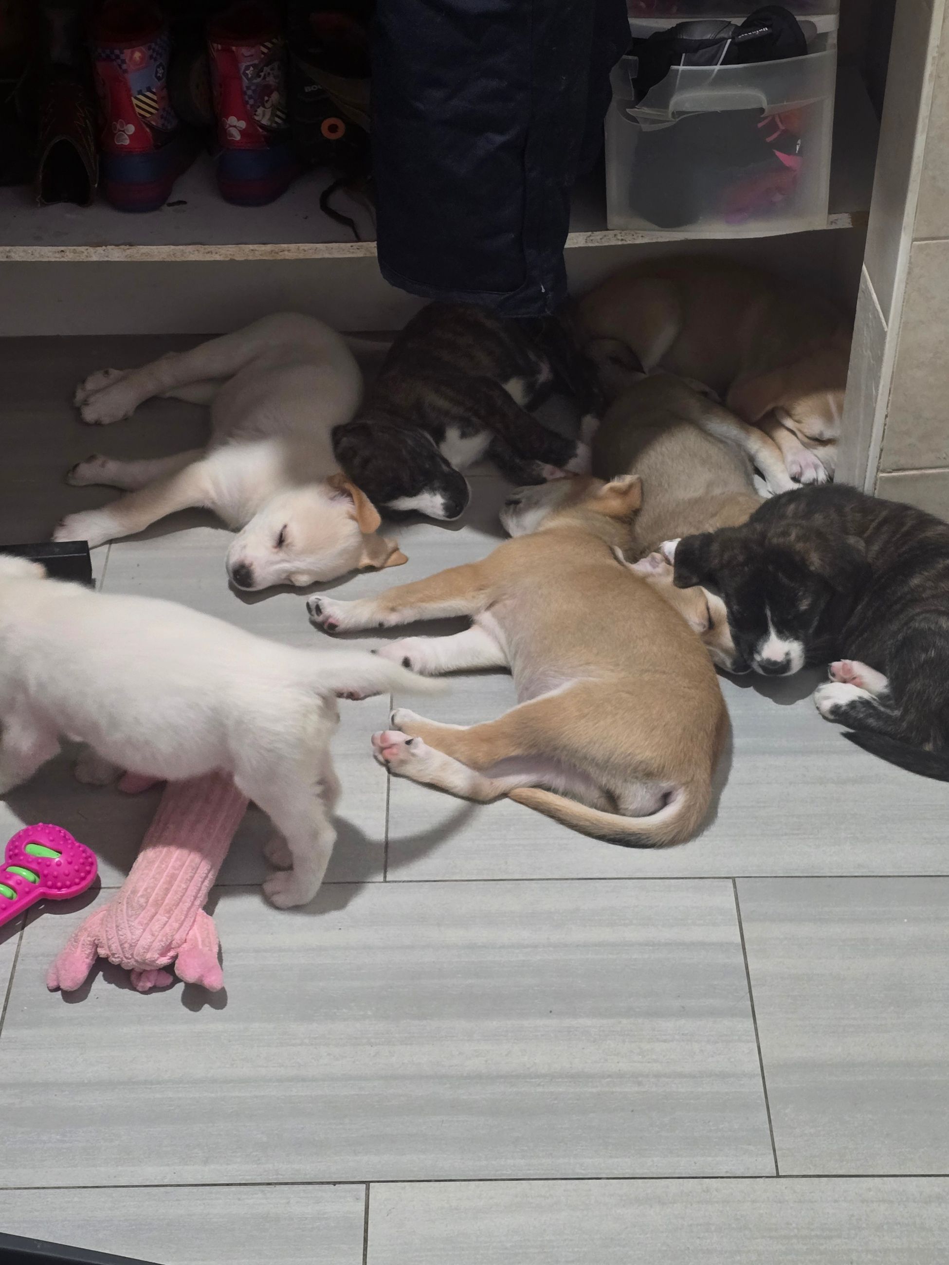 Photo of Puppy's for sale 