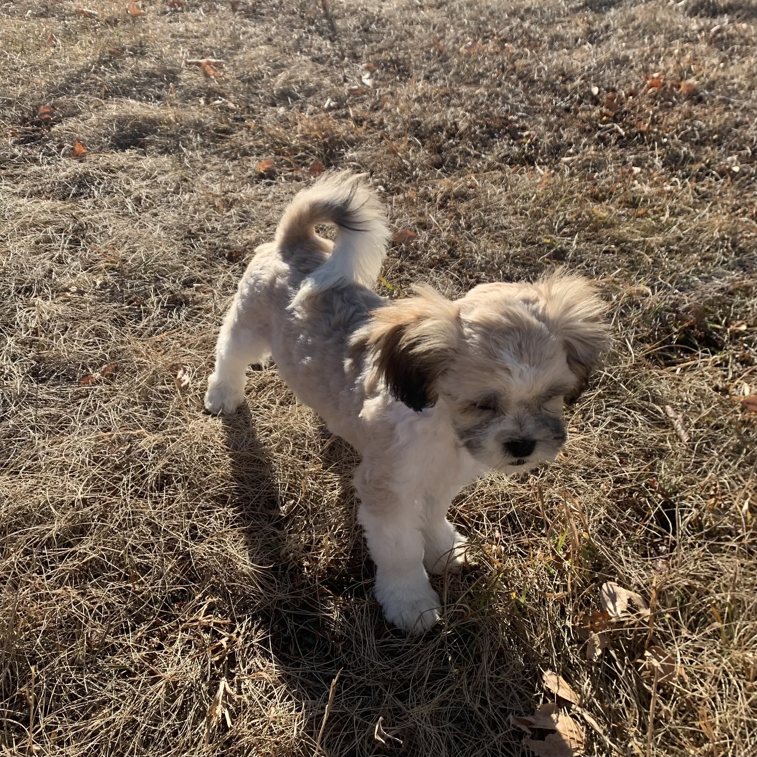 Photo of Shih tzu x bichon