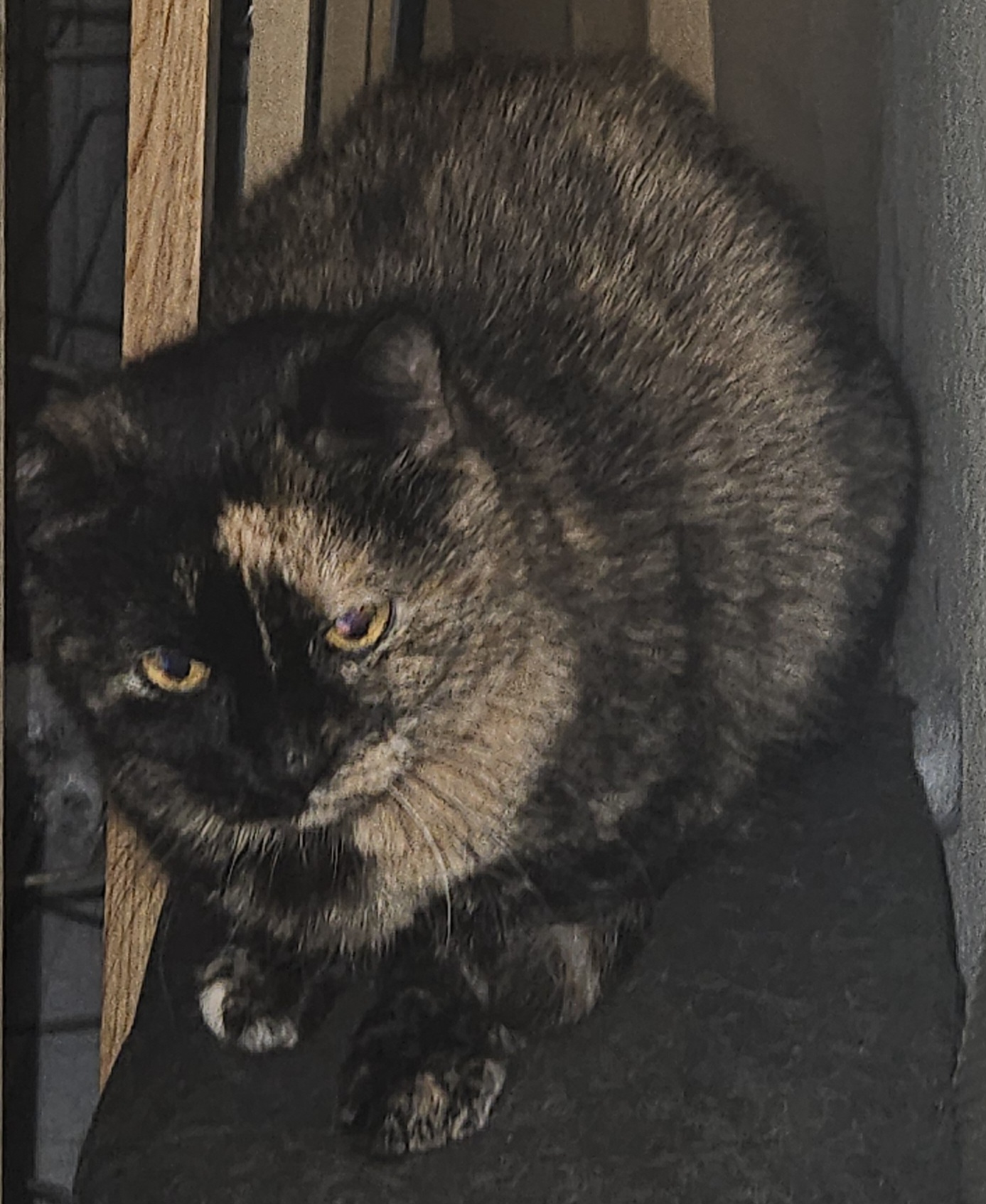 Photo of Tortie for rehoming 