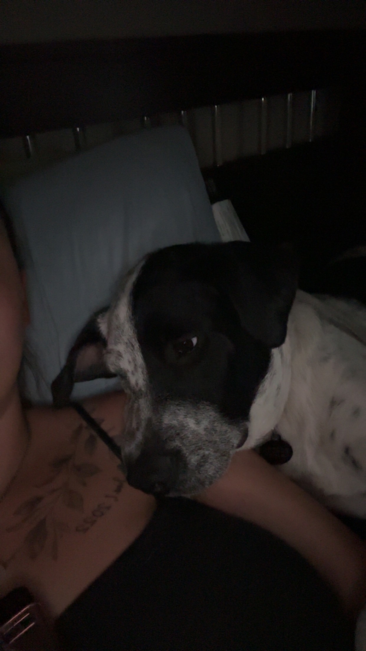 Puppy - 4 - 1762058235740_IMG_6723