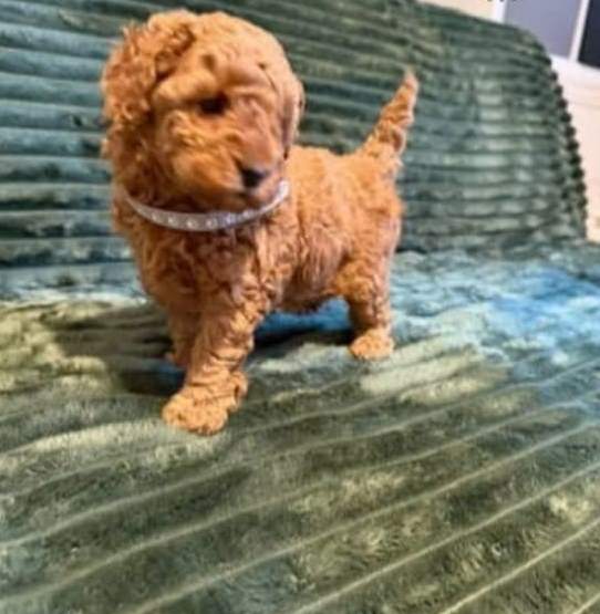 Photo of Stunning Male And Female Toy Poodle Puppies Ready.