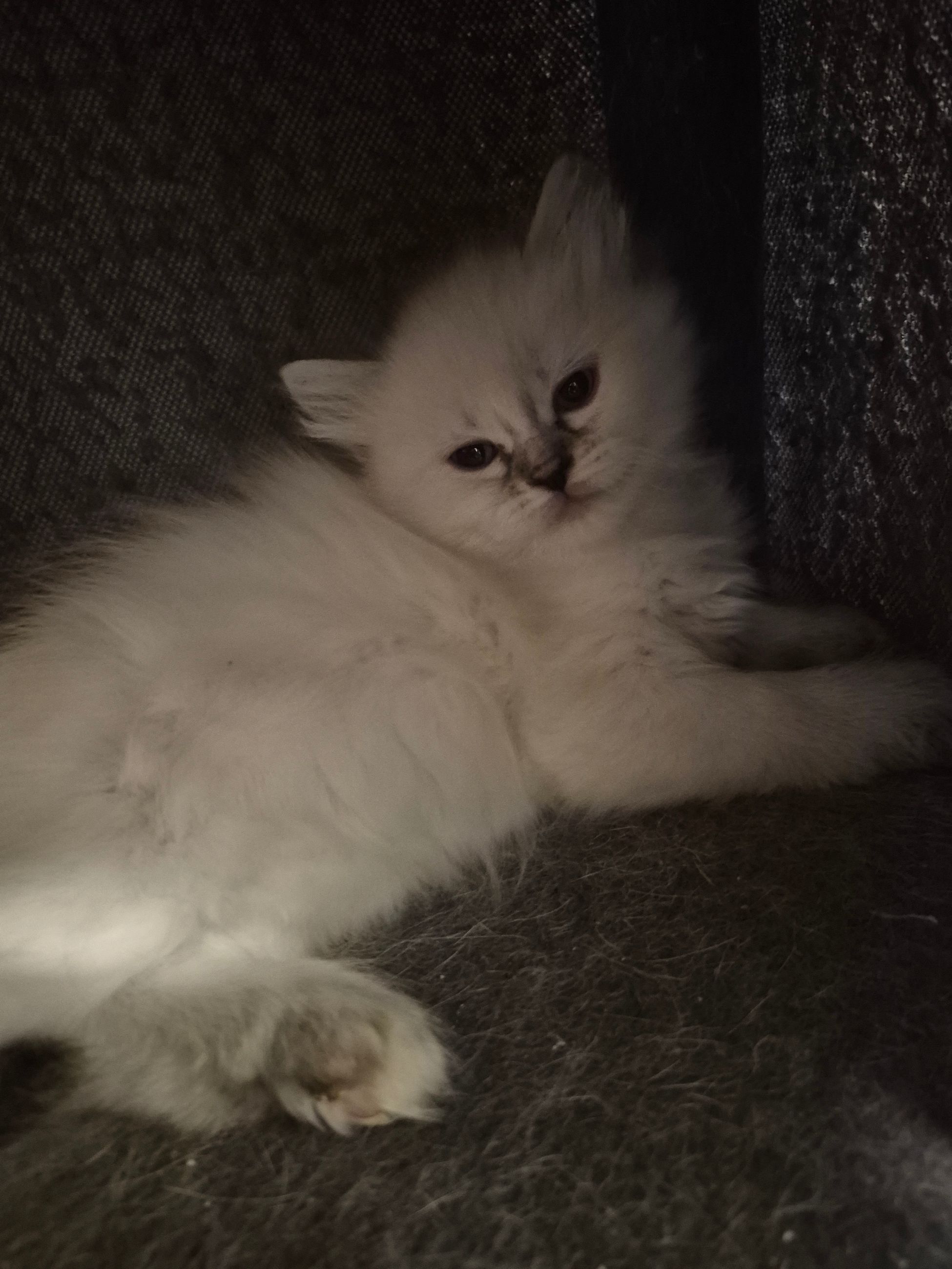 kittens - 3 - 1762113940938_1000022372