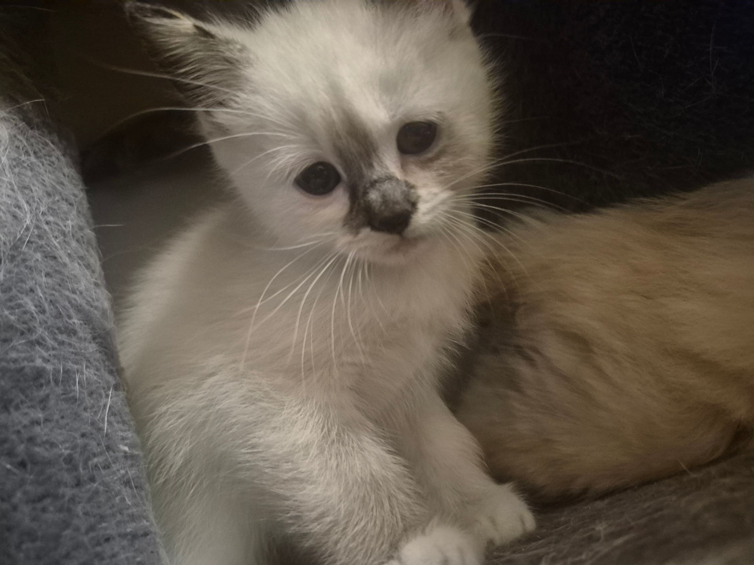 kittens - 2 - 1762113940985_1000022407