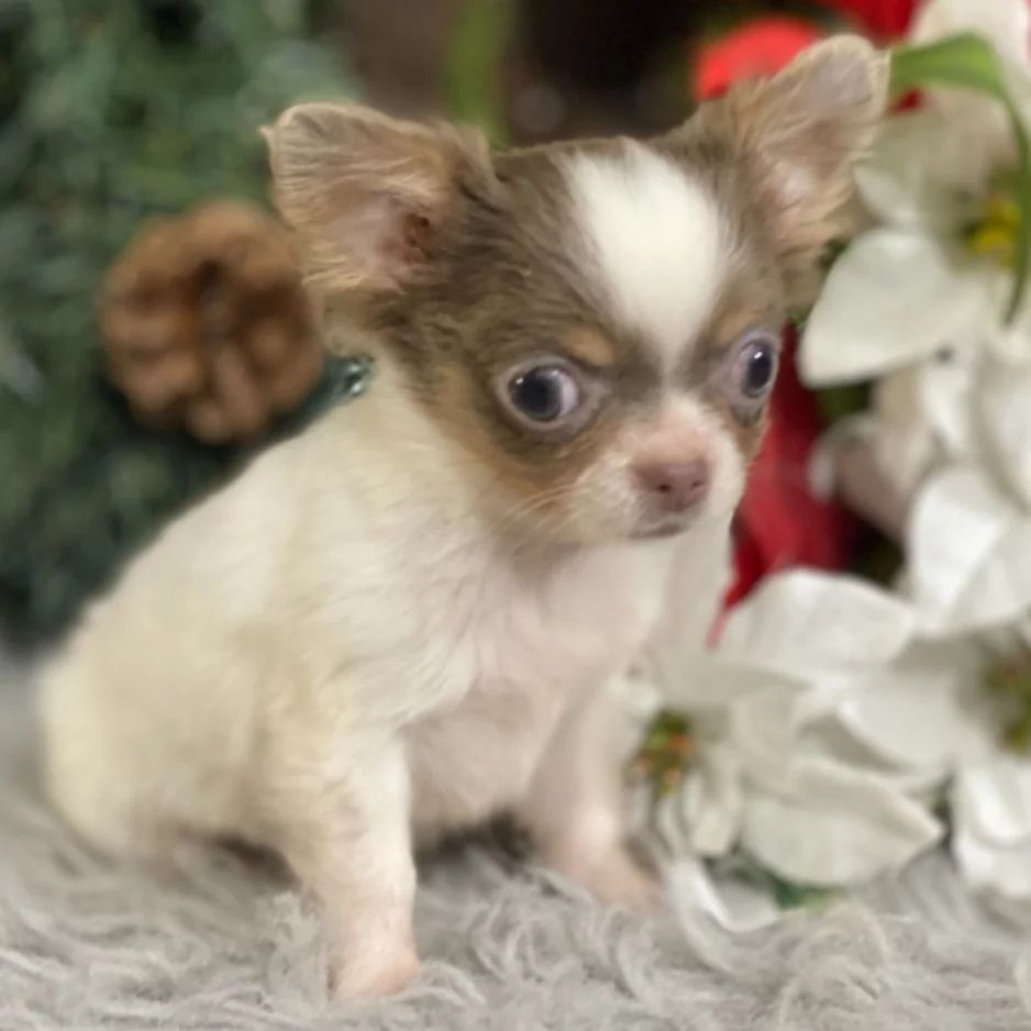 Photo of Chihuahua Puppies 8 weeks old