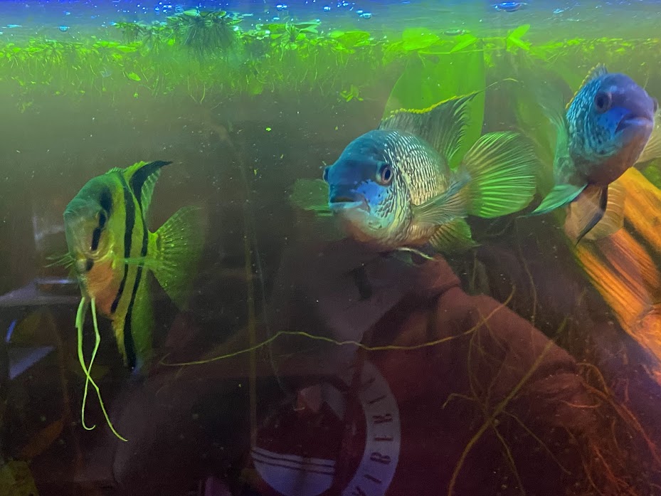 Photo of 4 Tropical Fish for Sale - 