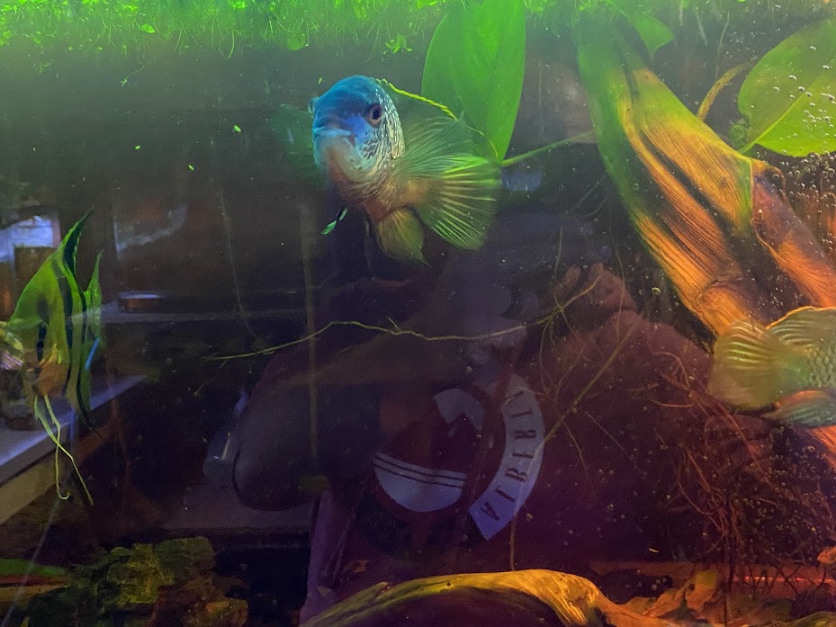 4 Tropical Fish for Sale -  - 2 - 1762146166984_IMG_3519