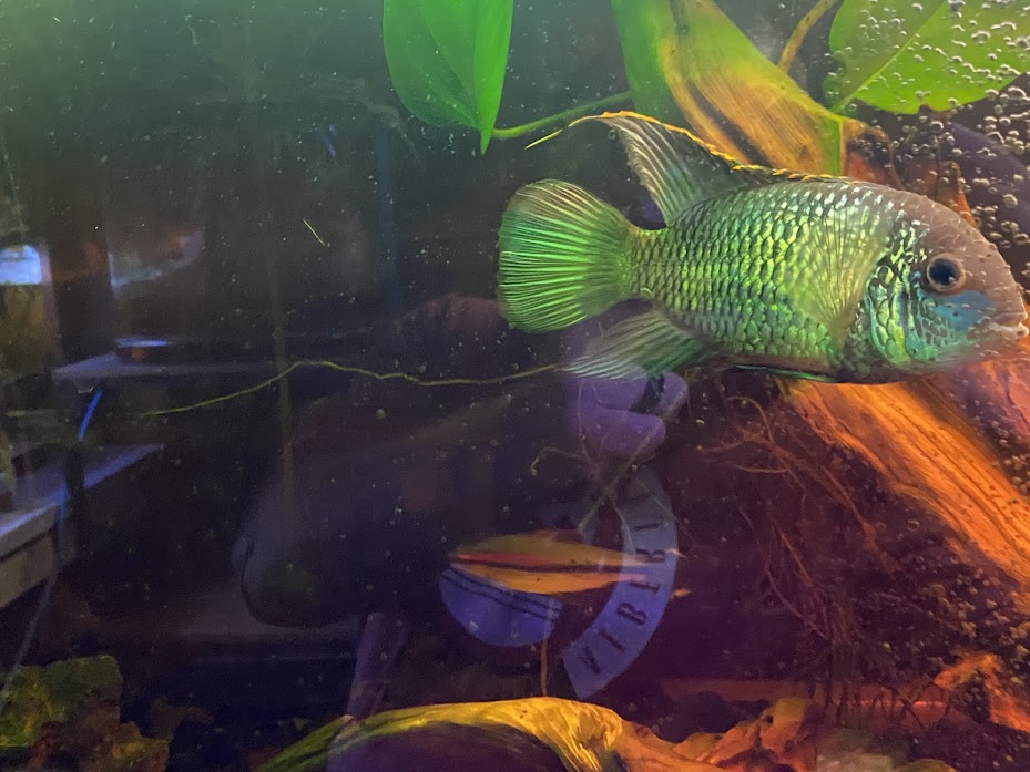 4 Tropical Fish for Sale -  - 3 - 1762146166984_IMG_3521