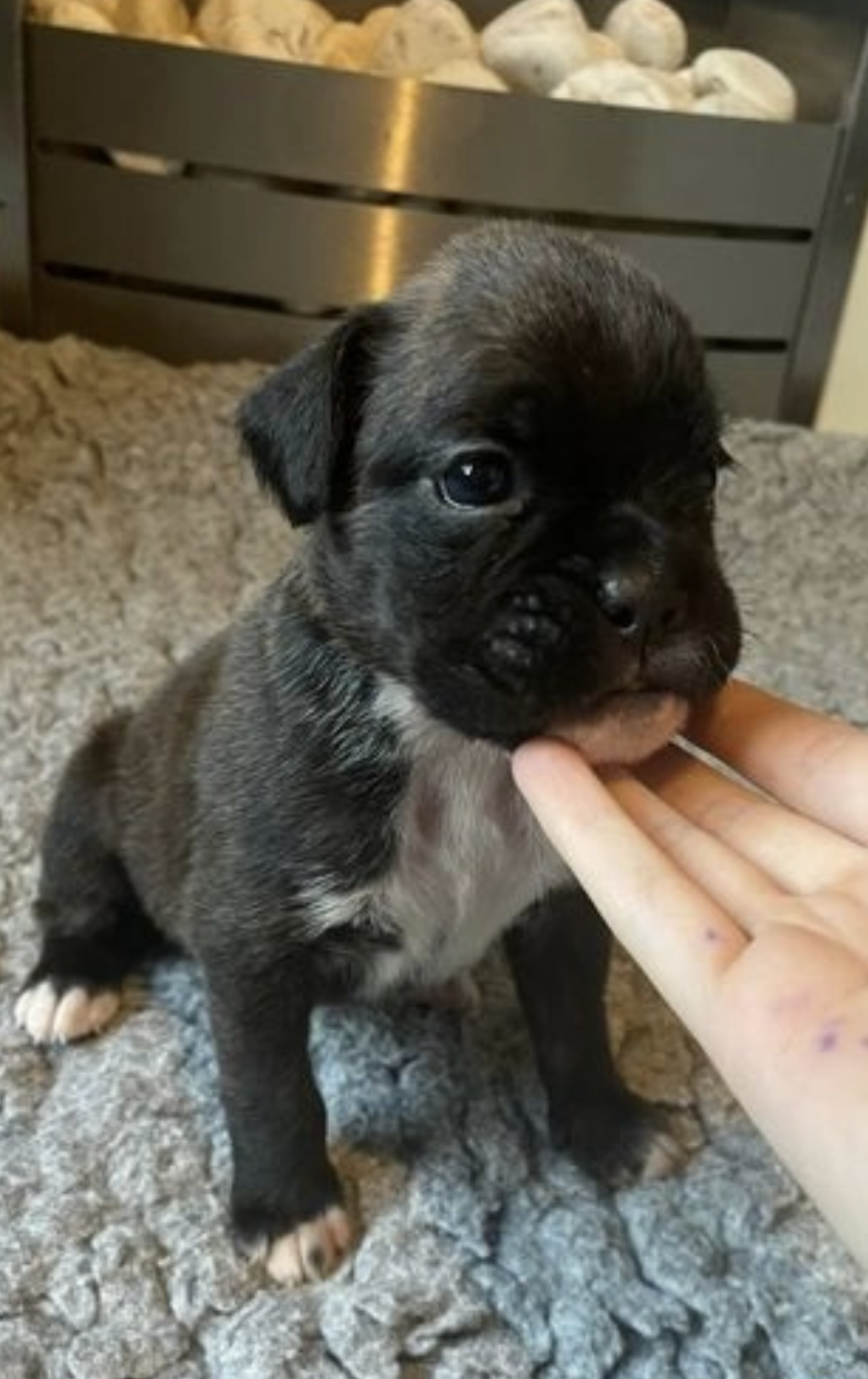Photo of Cute Boxer Puppies