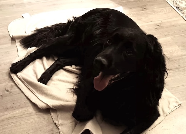 Photo of Rescue Dog - Lab/Setter cross