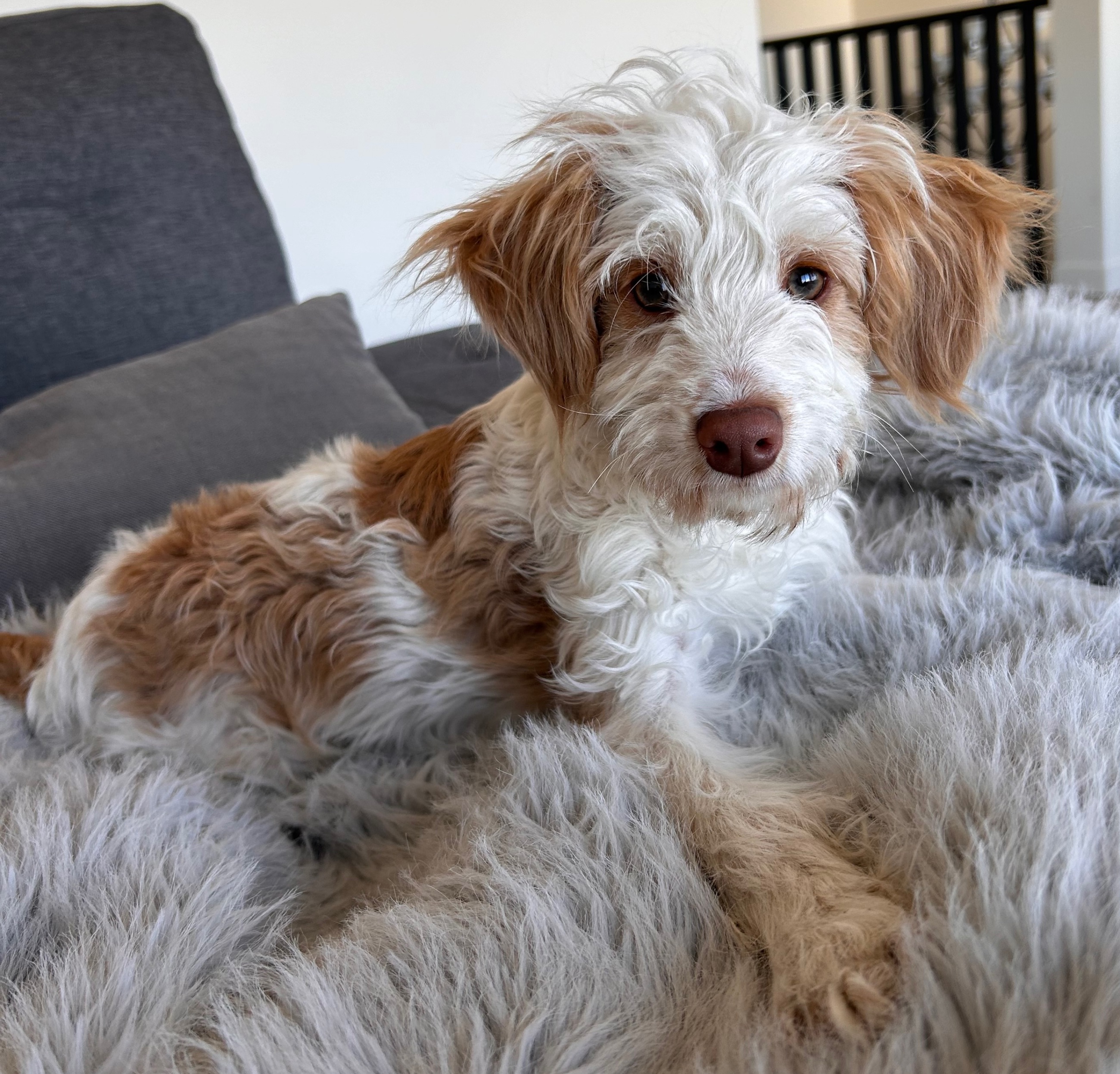 Reduced: Aussiedoodle 2 left  - 3 - 1762273528179_73BF1F0B-05AF-40A3-ABED-9CE30C72BB42
