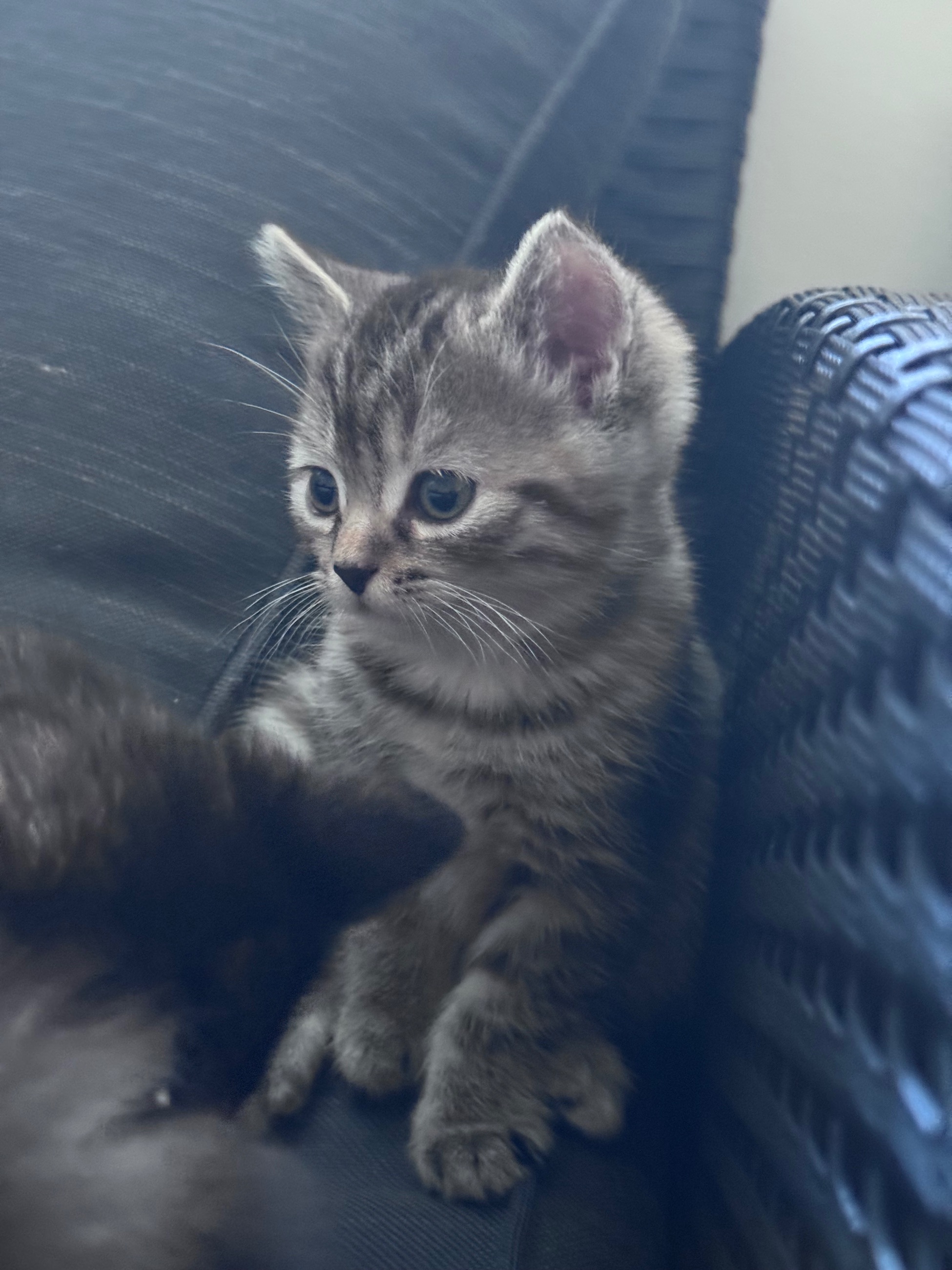 Photo of Mixed Ragdoll/ Blue Short Haired kittens available