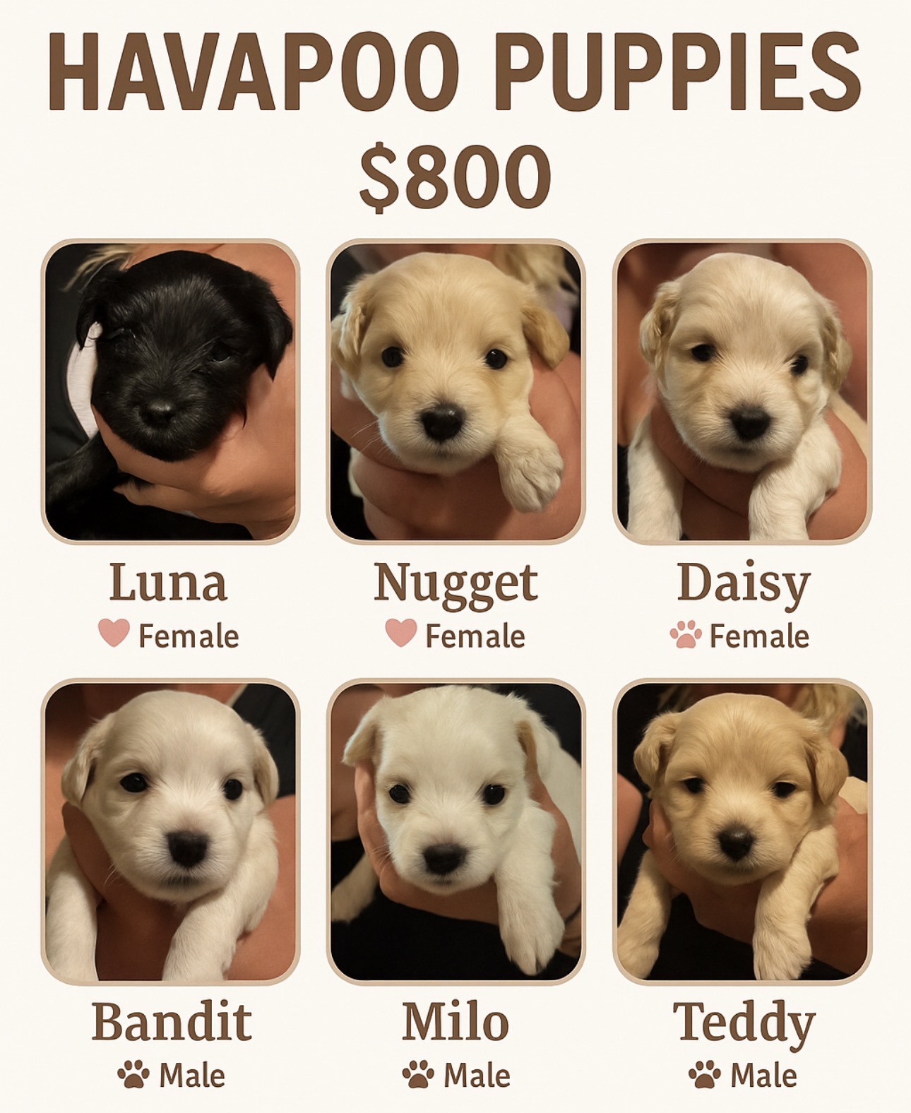 Photo of Hypoallergenic therapeutic Havapoo Pups