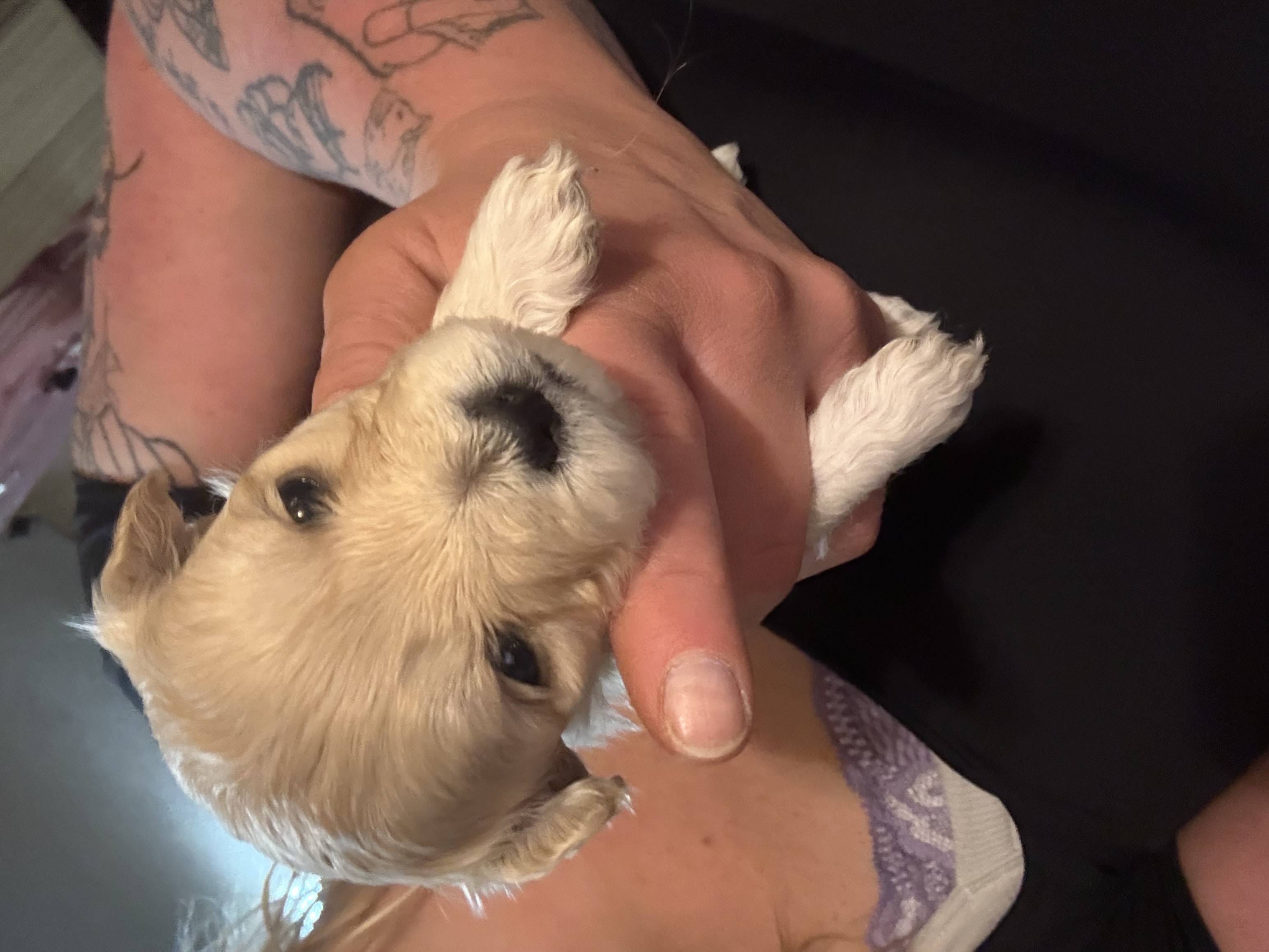 Hypoallergenic therapeutic Havapoo Pups - 3 - 1762303221476_IMG_0538