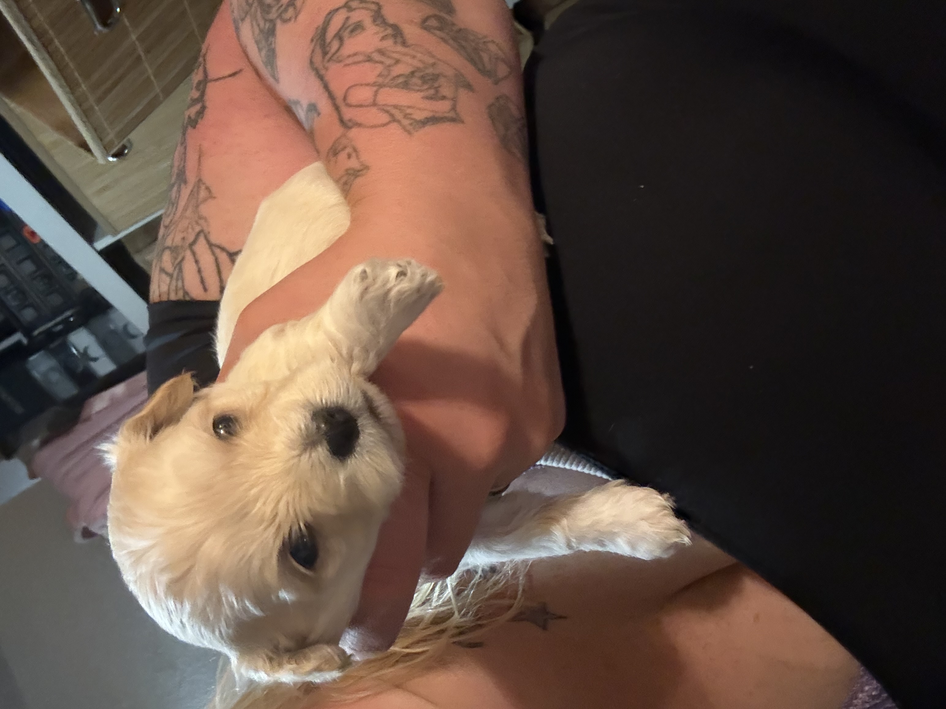 Hypoallergenic therapeutic Havapoo Pups - 2 - 1762303221637_IMG_0539