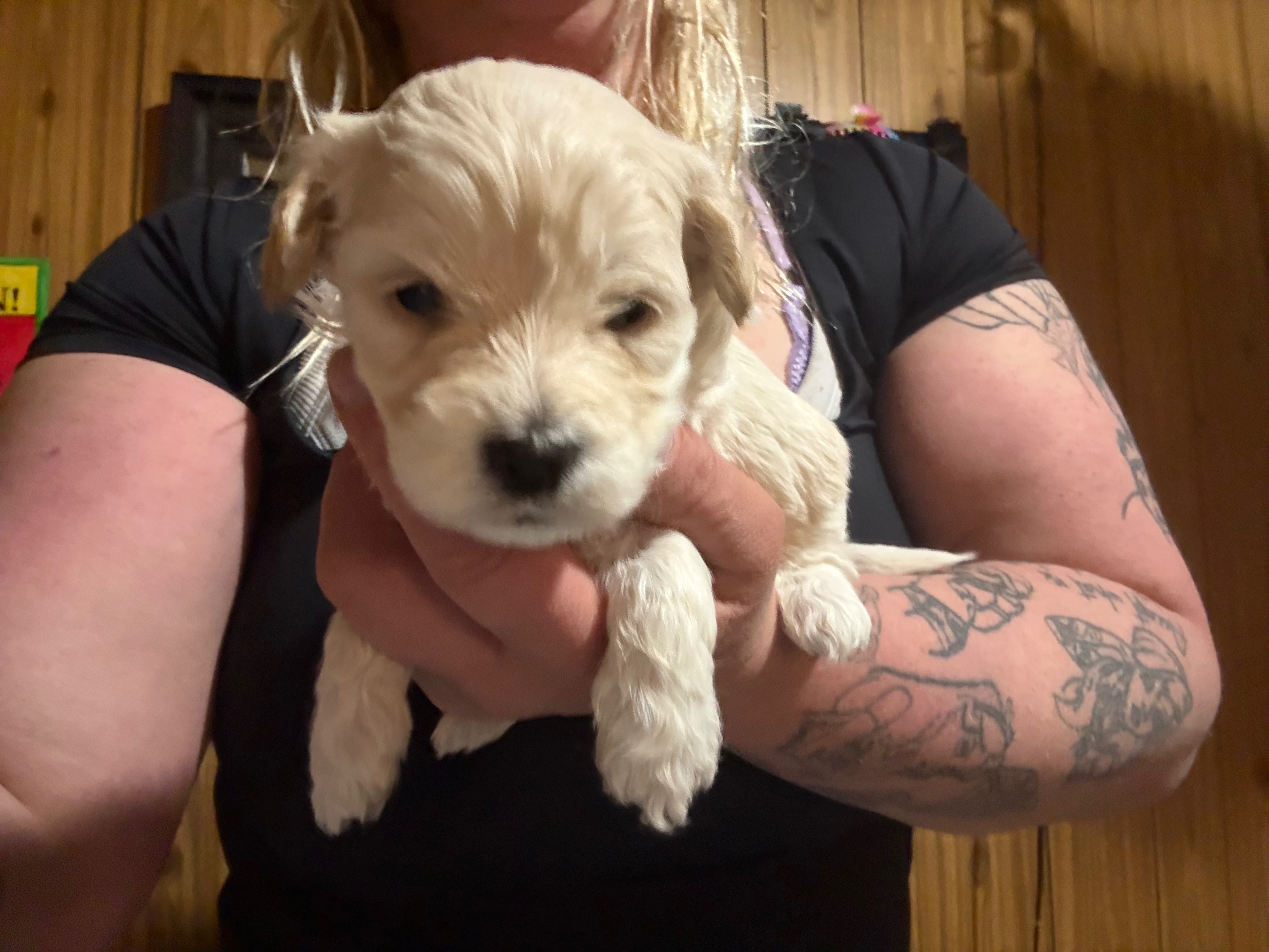 Hypoallergenic therapeutic Havapoo Pups - 8 - 1762303221671_IMG_0534