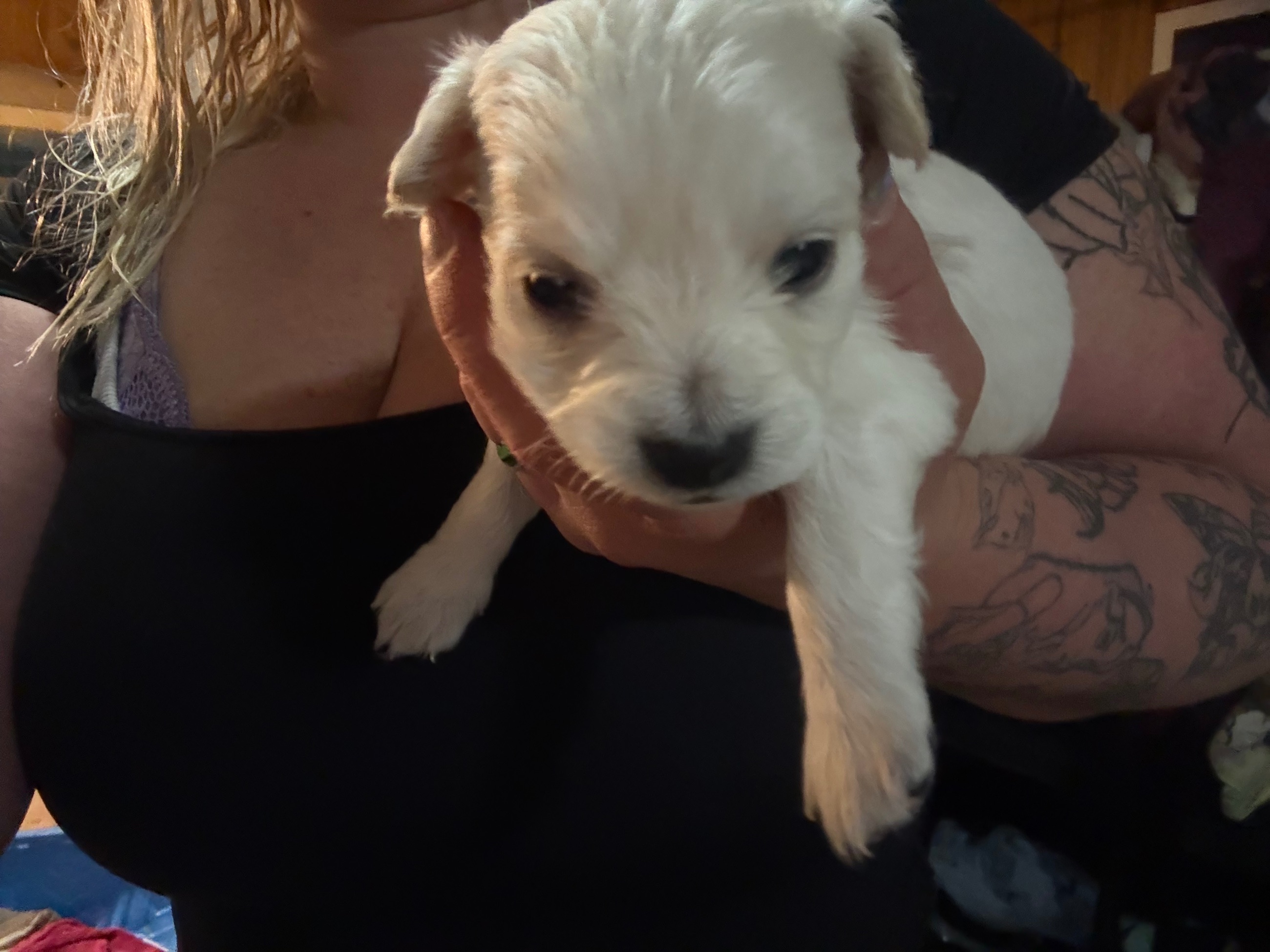 Hypoallergenic therapeutic Havapoo Pups - 4 - 1762303221735_IMG_0535