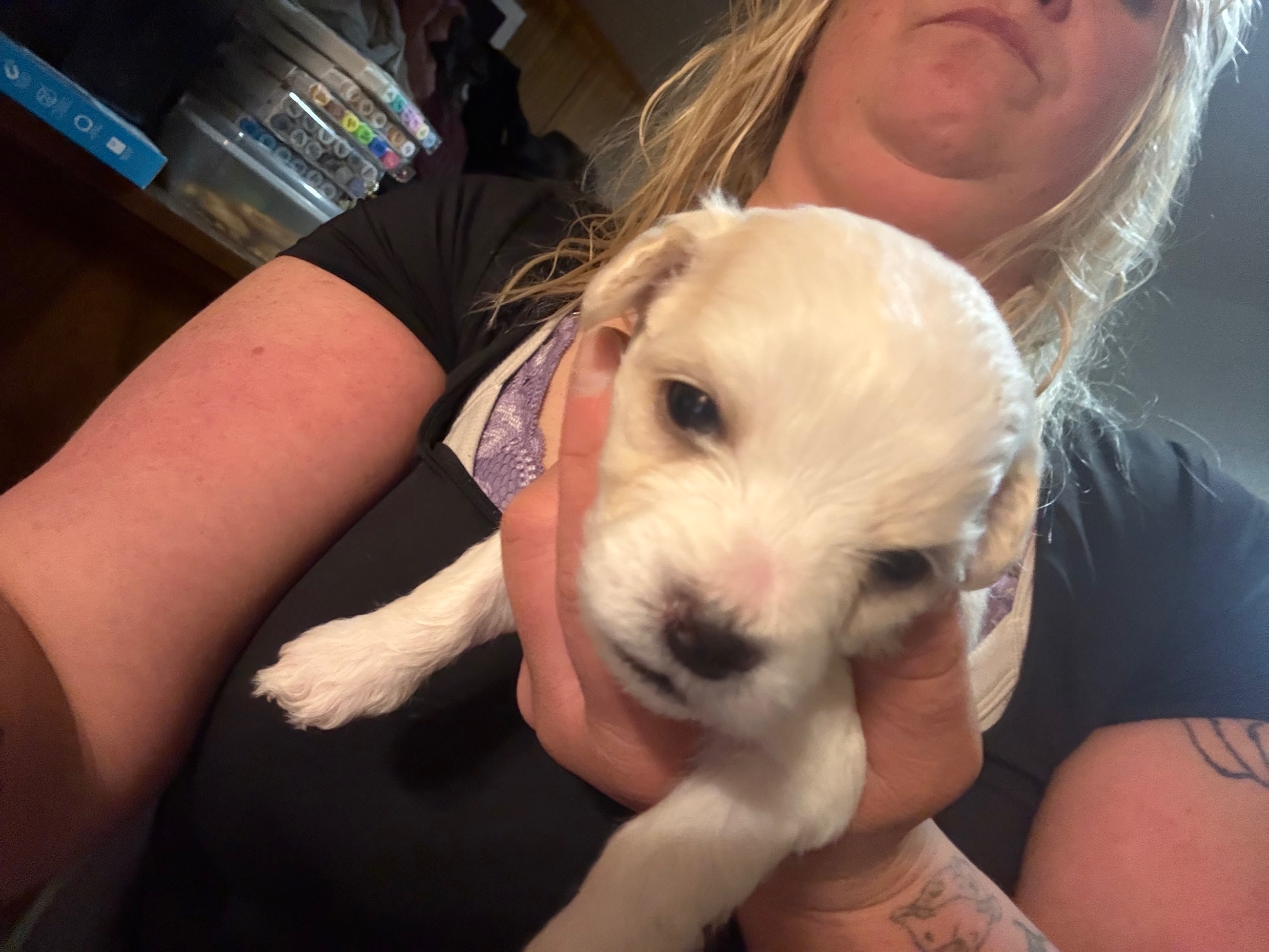 Hypoallergenic therapeutic Havapoo Pups - 5 - 1762303221768_IMG_0537