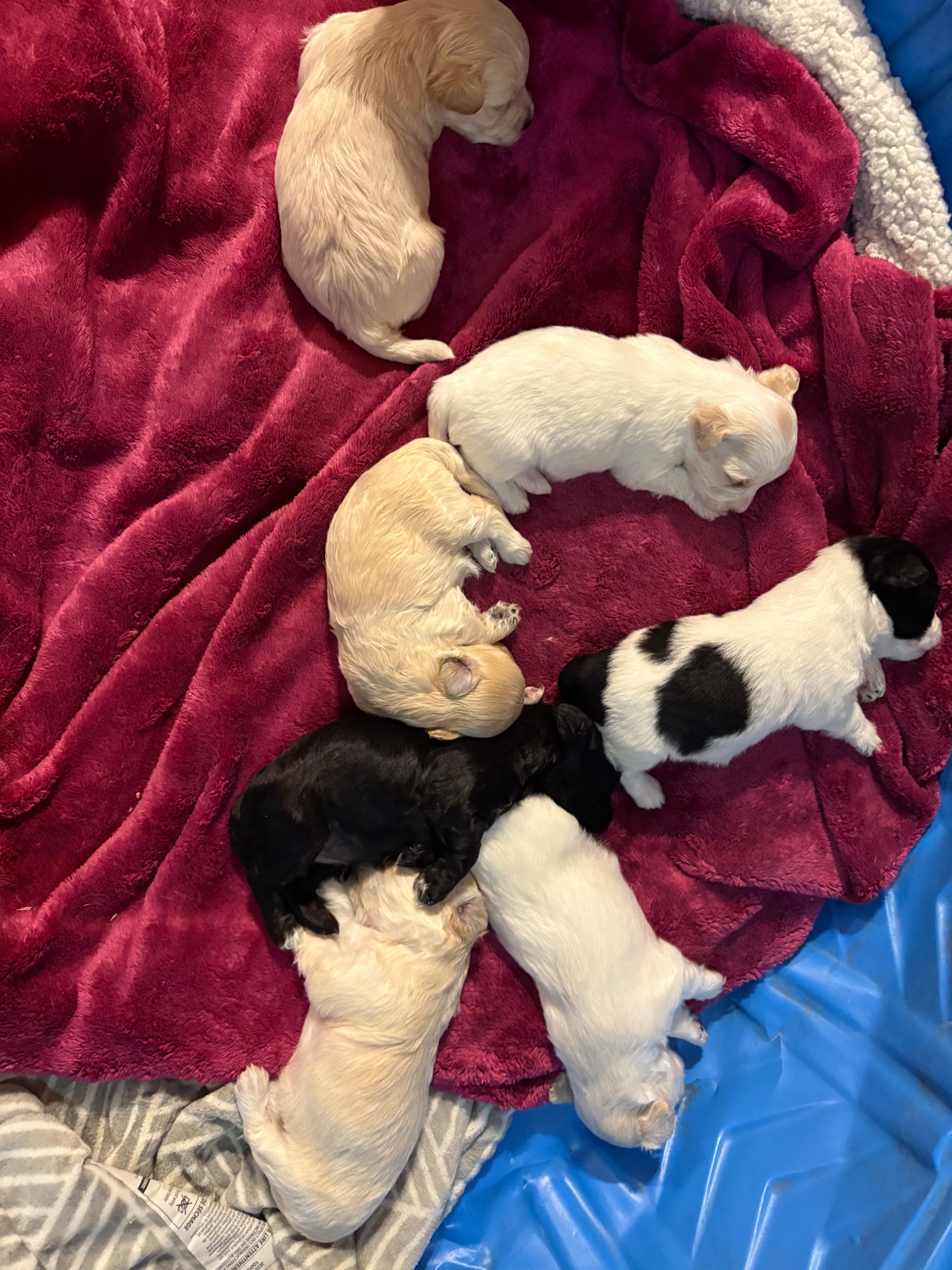 Hypoallergenic therapeutic Havapoo Pups - 11 - 1762303222140_IMG_0502