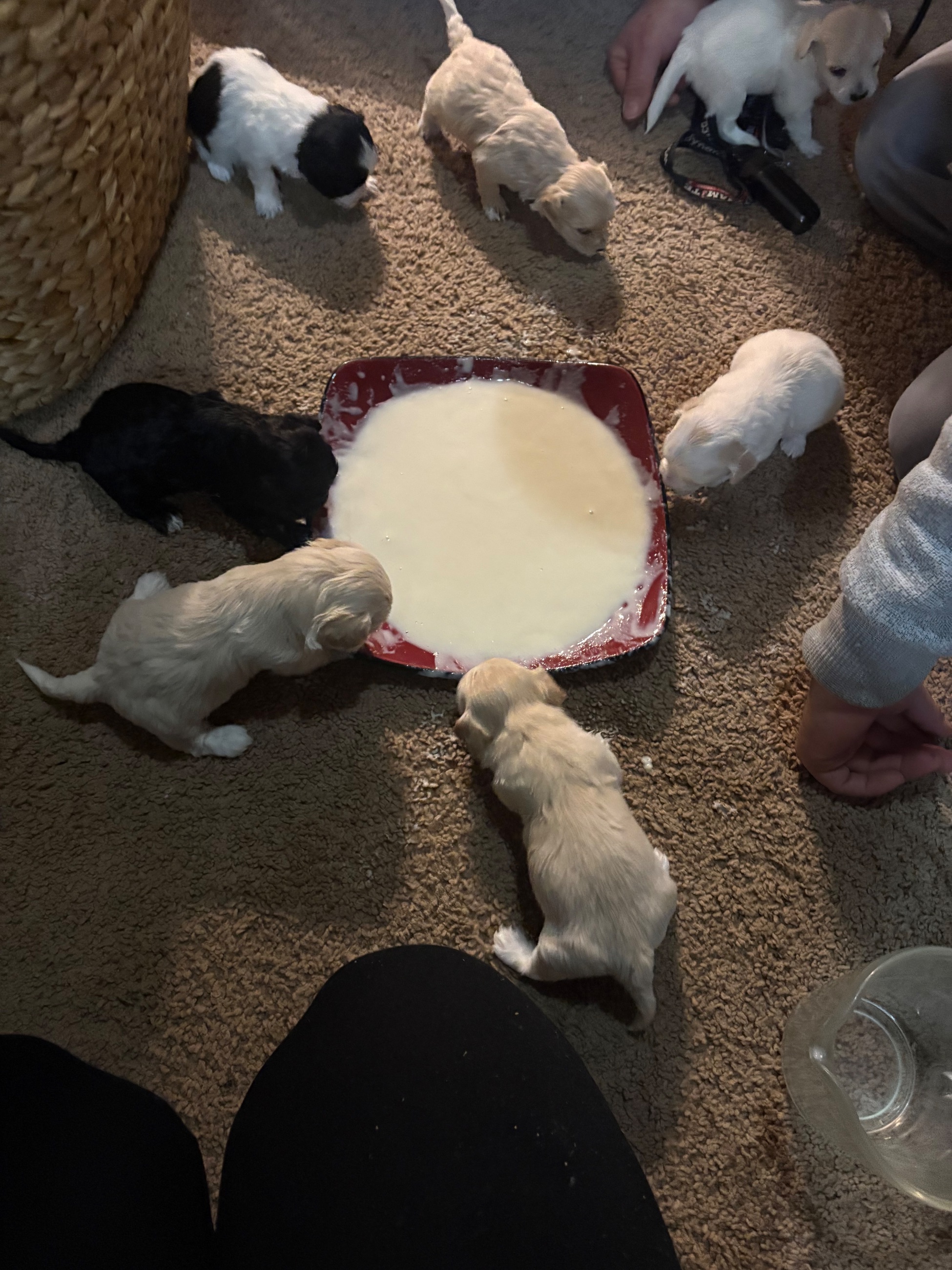 Hypoallergenic therapeutic Havapoo Pups - 10 - 1762303222303_IMG_0527