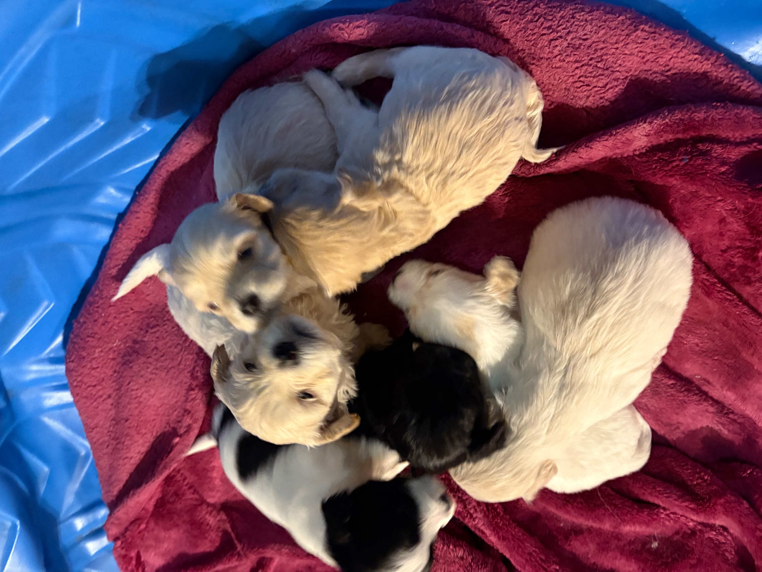 Hypoallergenic therapeutic Havapoo Pups - 7 - 1762303222347_IMG_0540