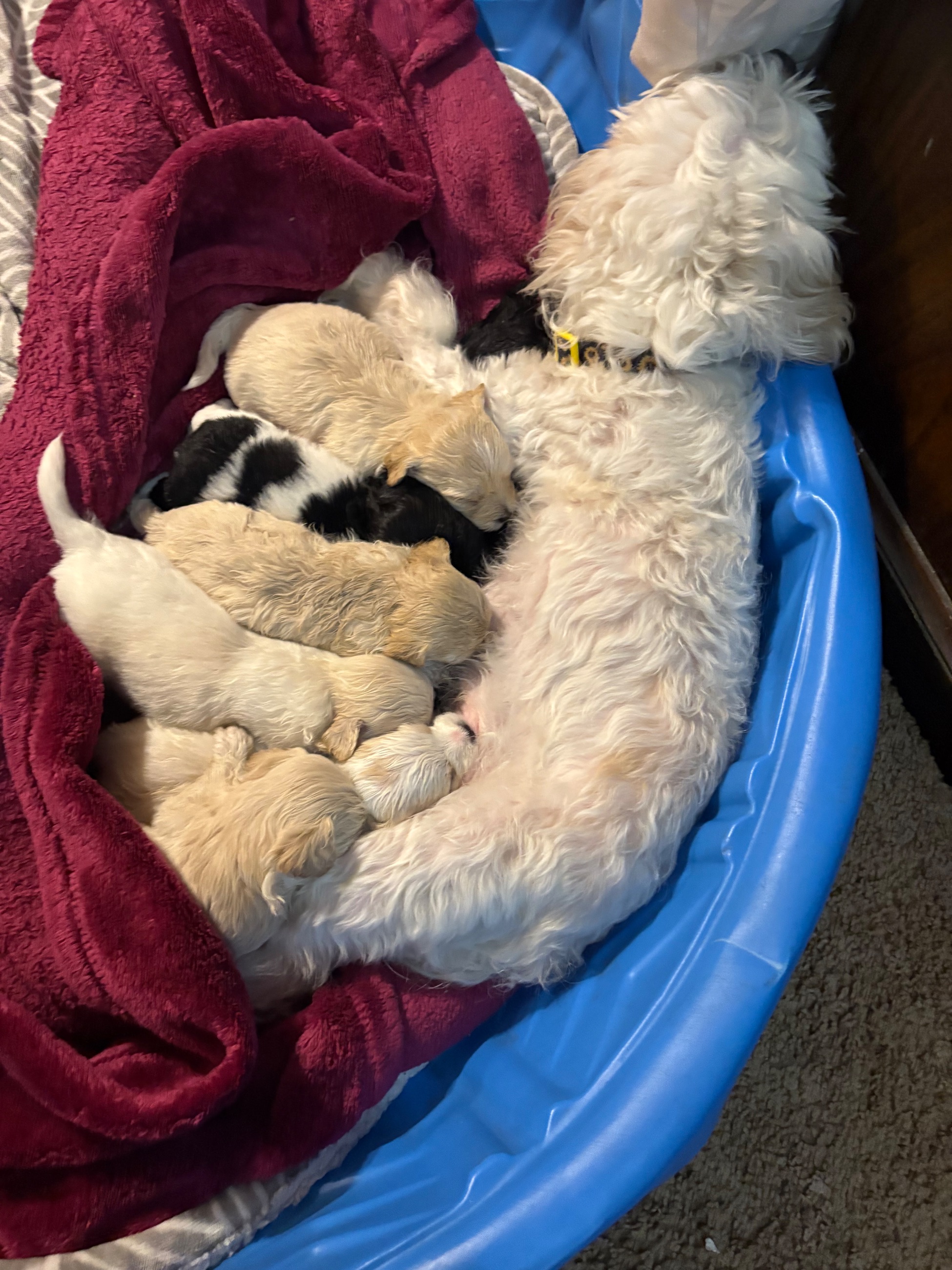 Hypoallergenic therapeutic Havapoo Pups - 9 - 1762303222383_IMG_0523