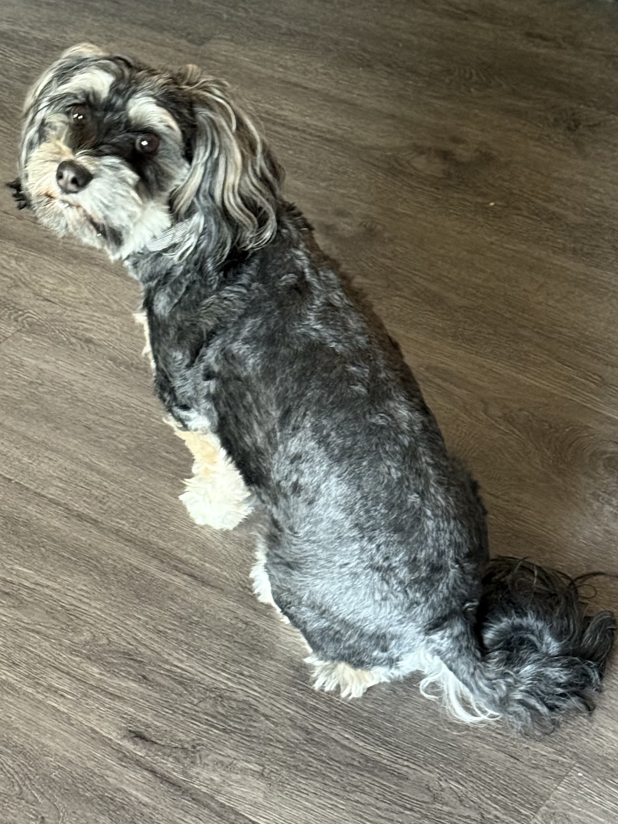 Havanese Female Dog to rehome - 2 - 1762310941313_IMG_0361