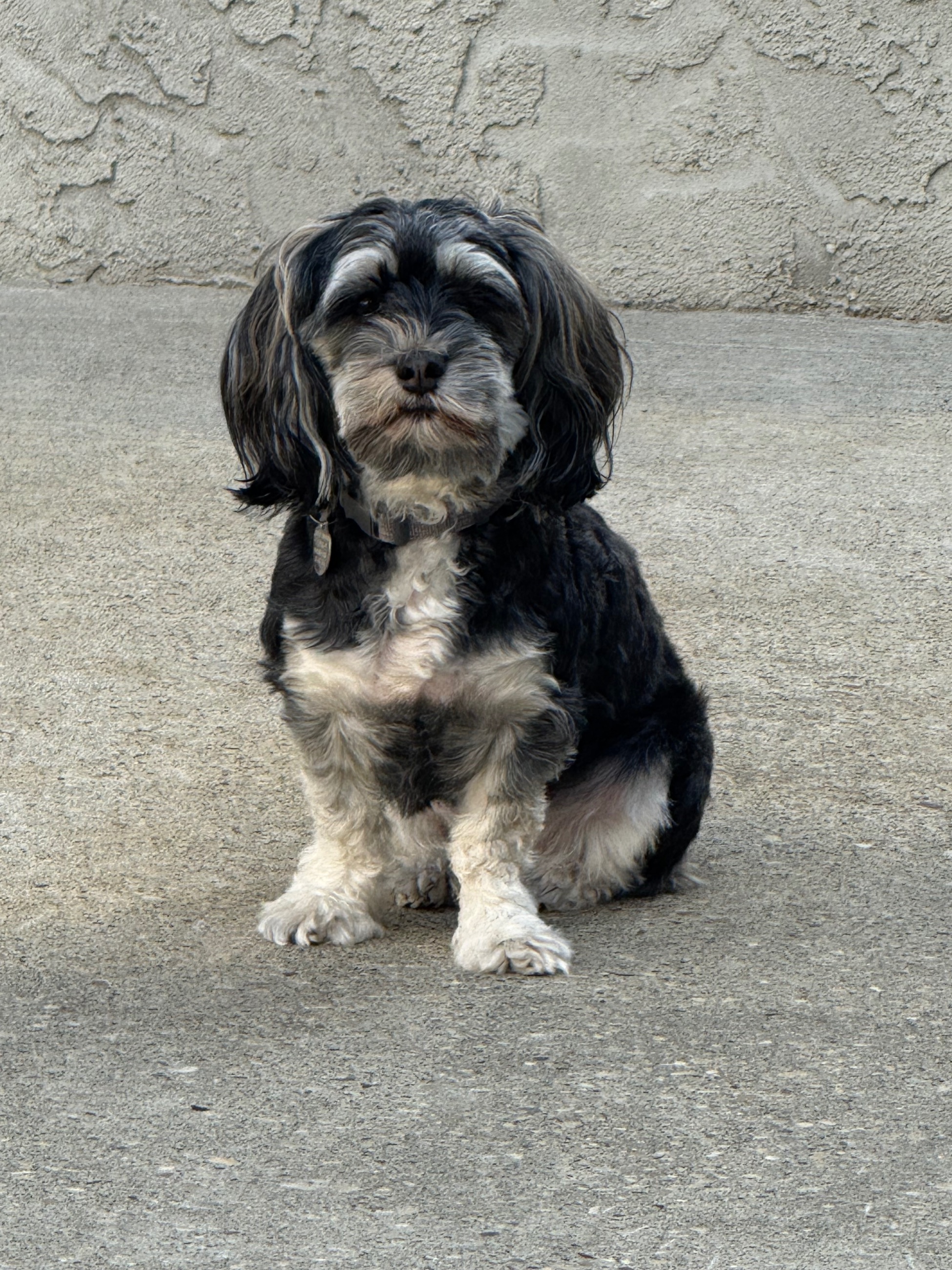 Photo of Havanese Female Dog to rehome