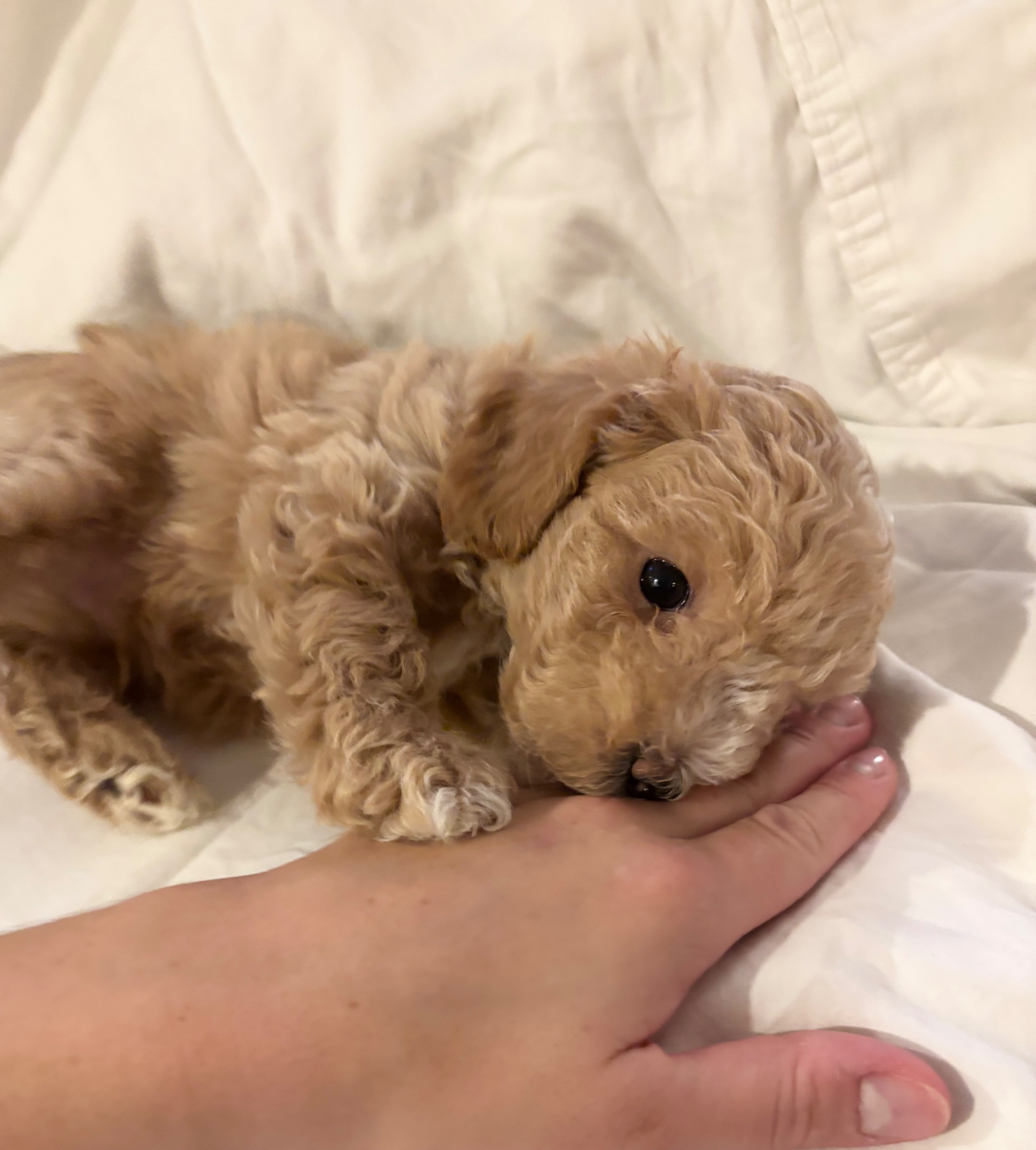 Photo of ONLY 2 Left!!! Adorable Bichon/Poodle (Poochon) Puppies!!! 