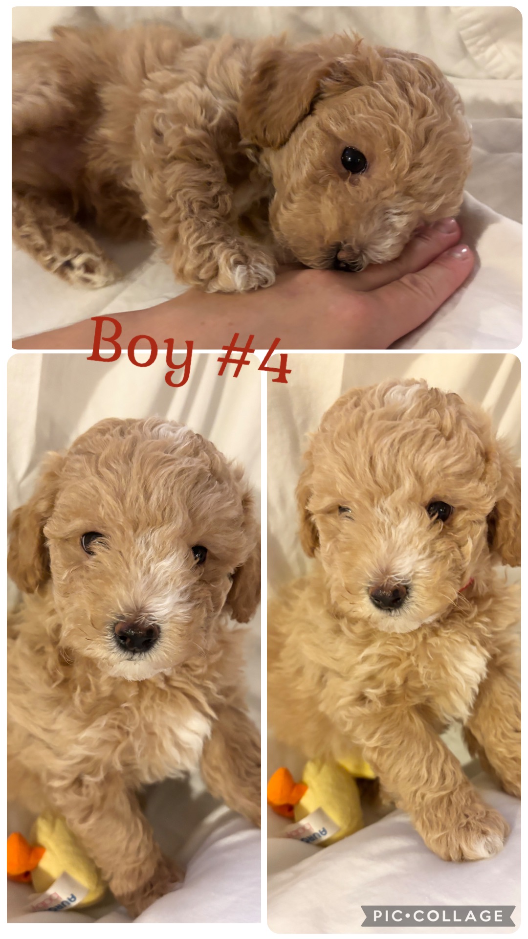 ONLY 2 Left!!! Adorable Bichon/Poodle (Poochon) Puppies!!! - 5 - 1762321619038_IMG_0950