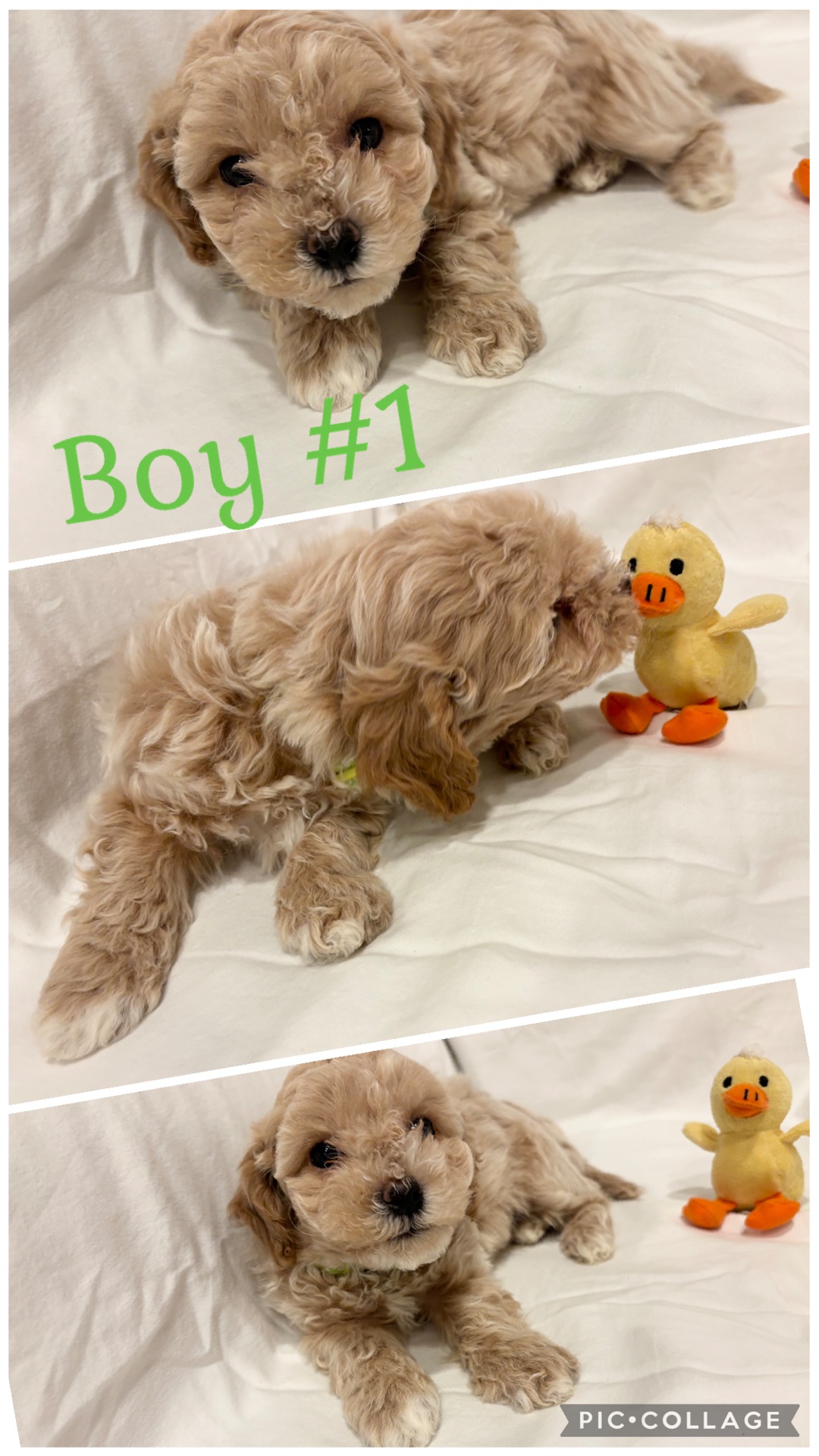 ONLY 2 Left!!! Adorable Bichon/Poodle (Poochon) Puppies!!! - 2 - 1762321619109_IMG_0948